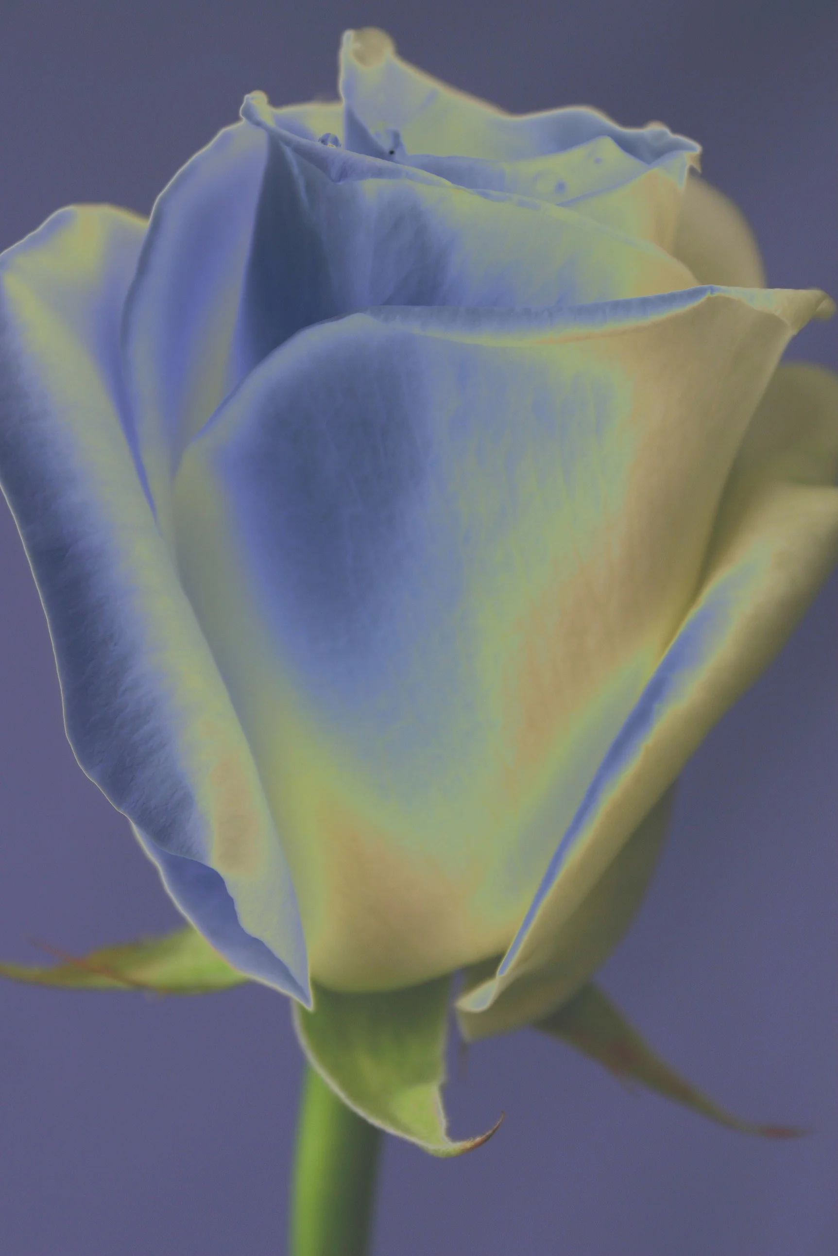 D10 Rose P Devon uk.JPG