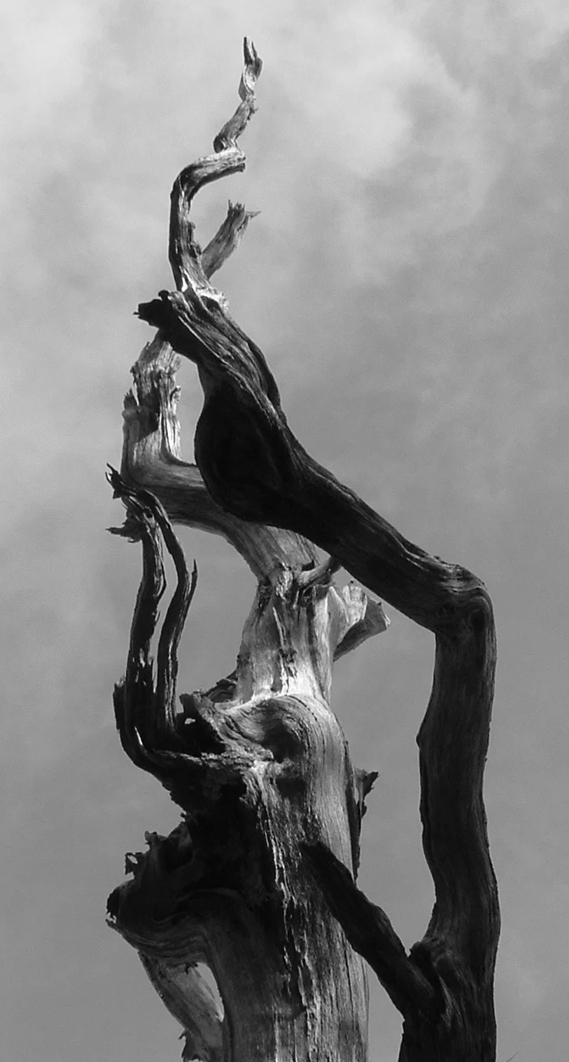 2 lightening tree devon uk.JPG