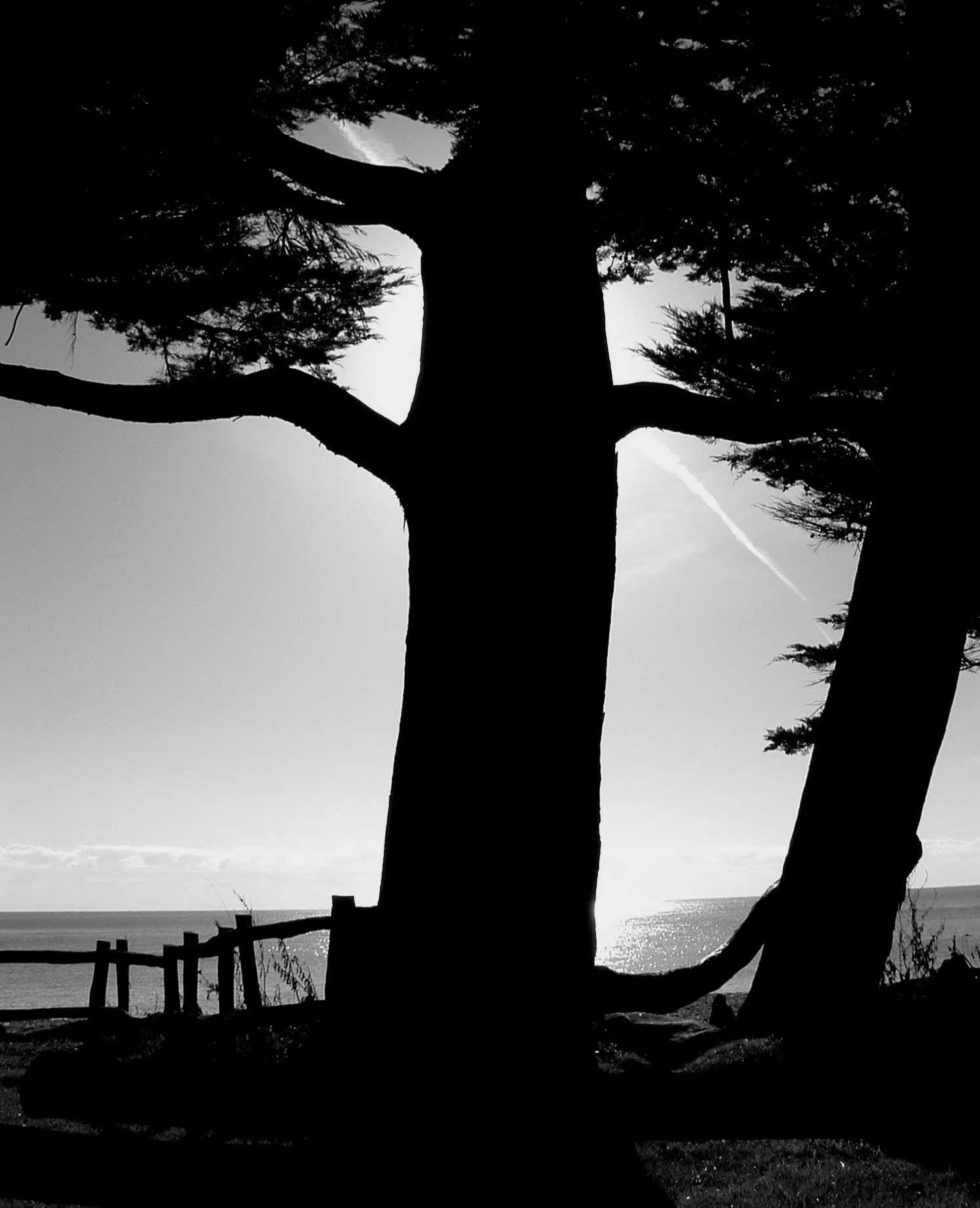D3 Beach Tree Devon uk.JPG