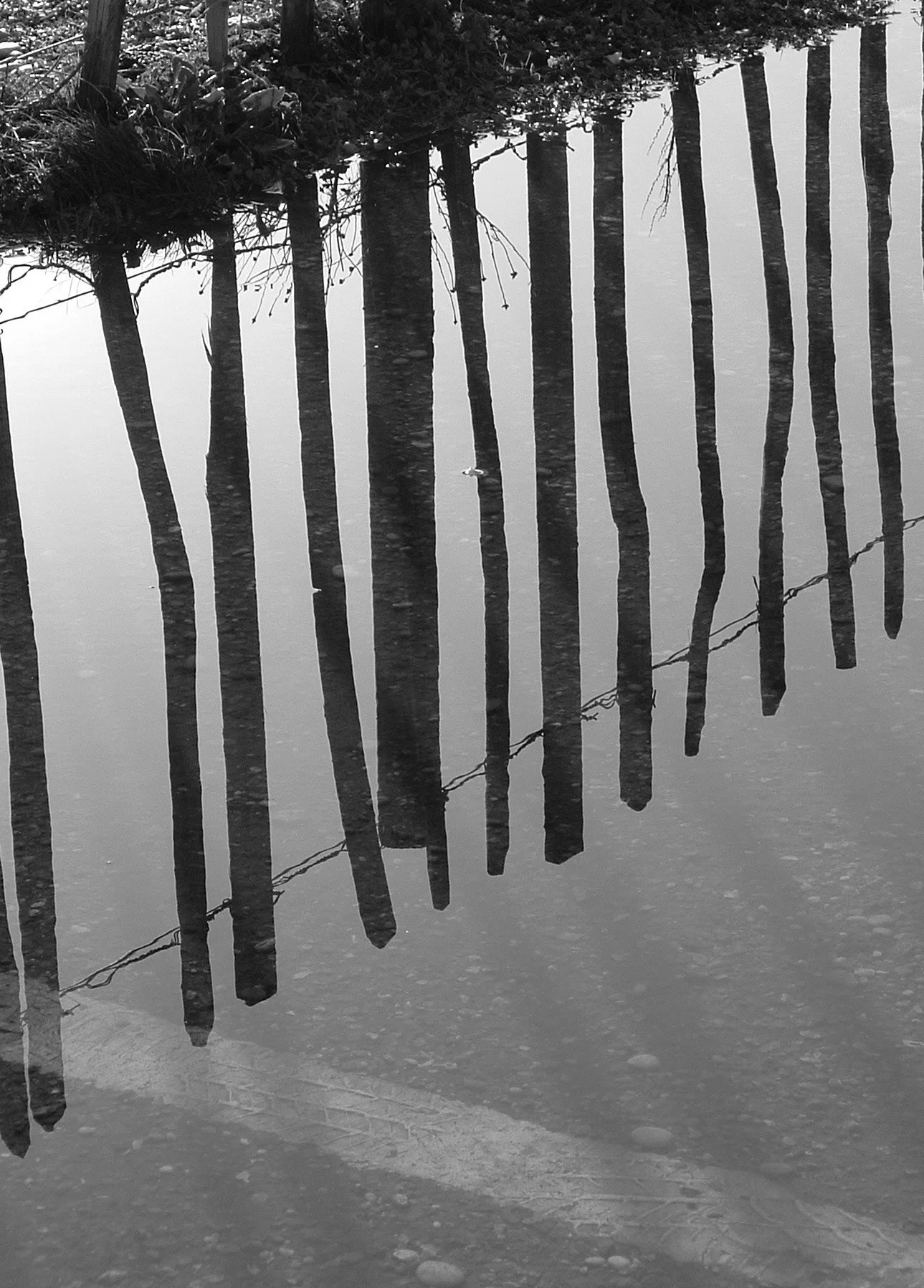 D3 Reflection 1 Devon uk.JPG