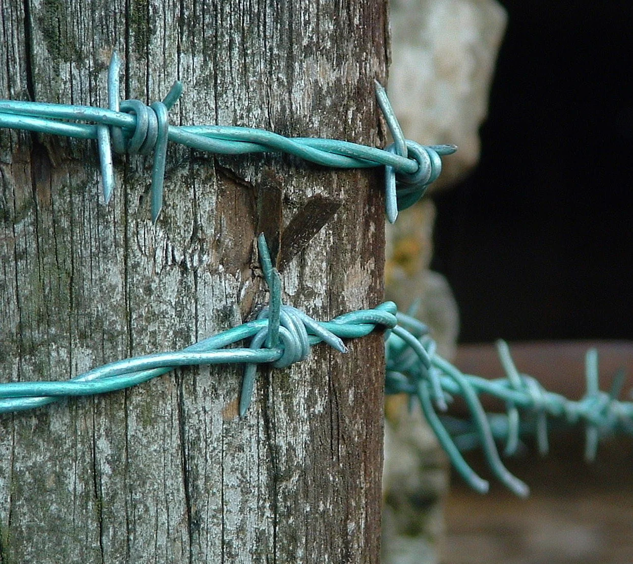 D4 Electric Blue Devon uk.JPG