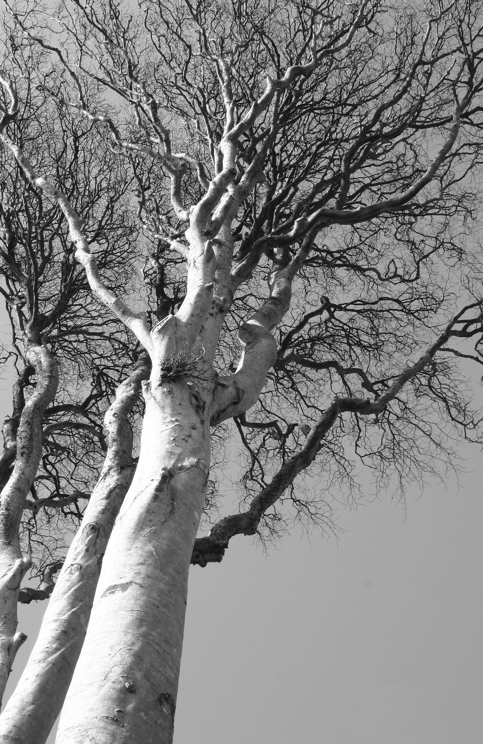 D3 Tall Tree Devon uk.JPG