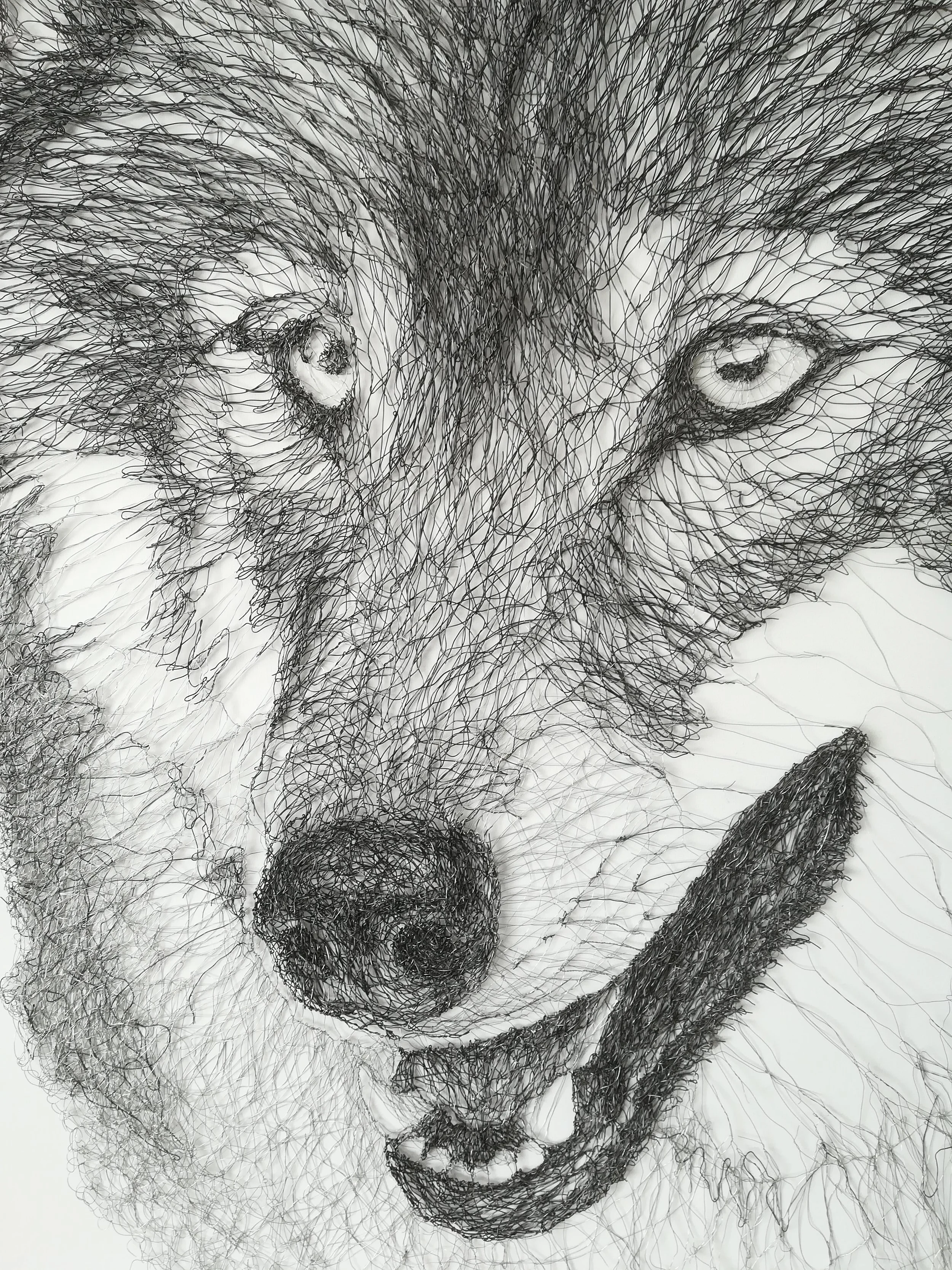 Wolf