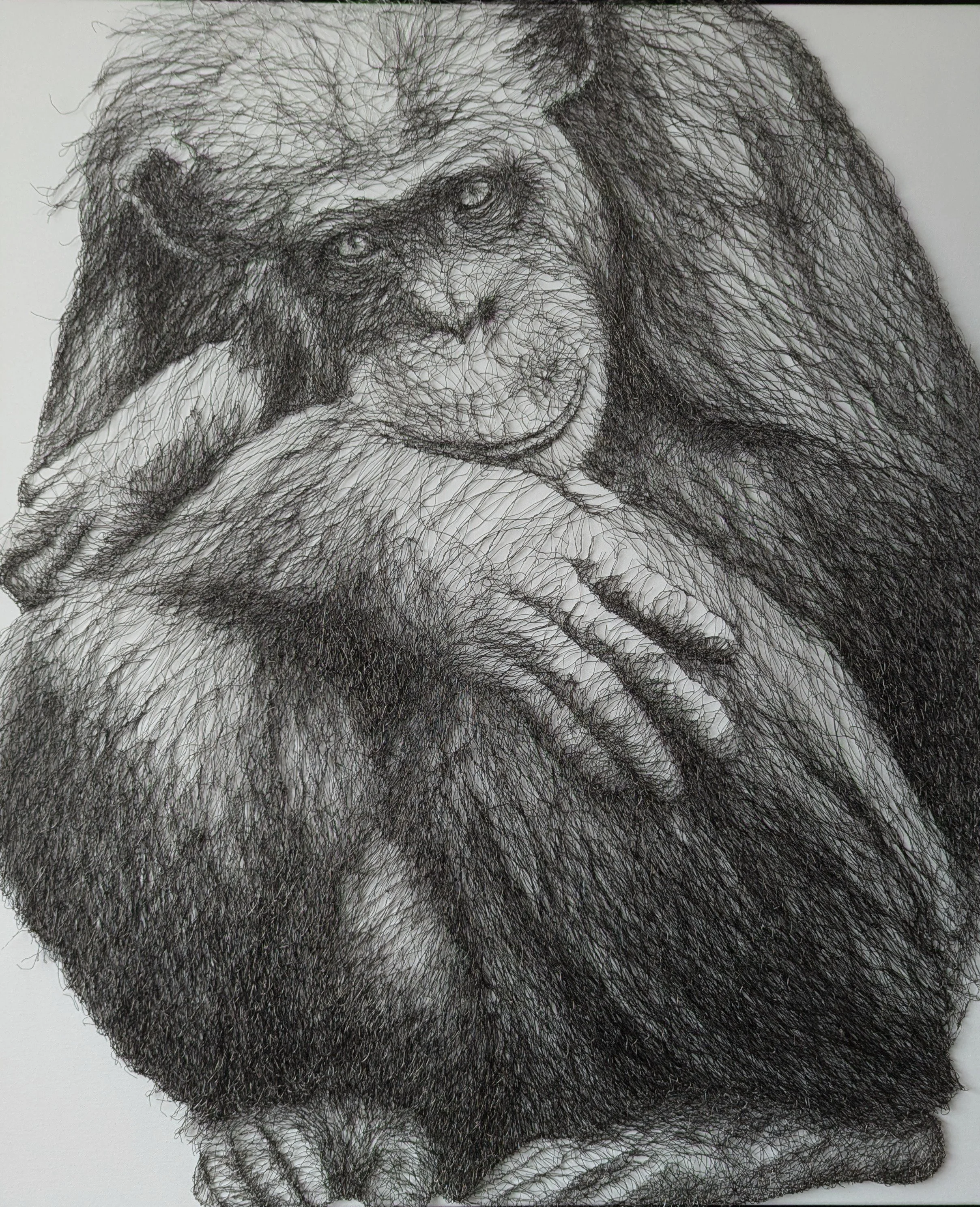 Sadie Aucott - Chimpanzee II - WAY 2026.jpg