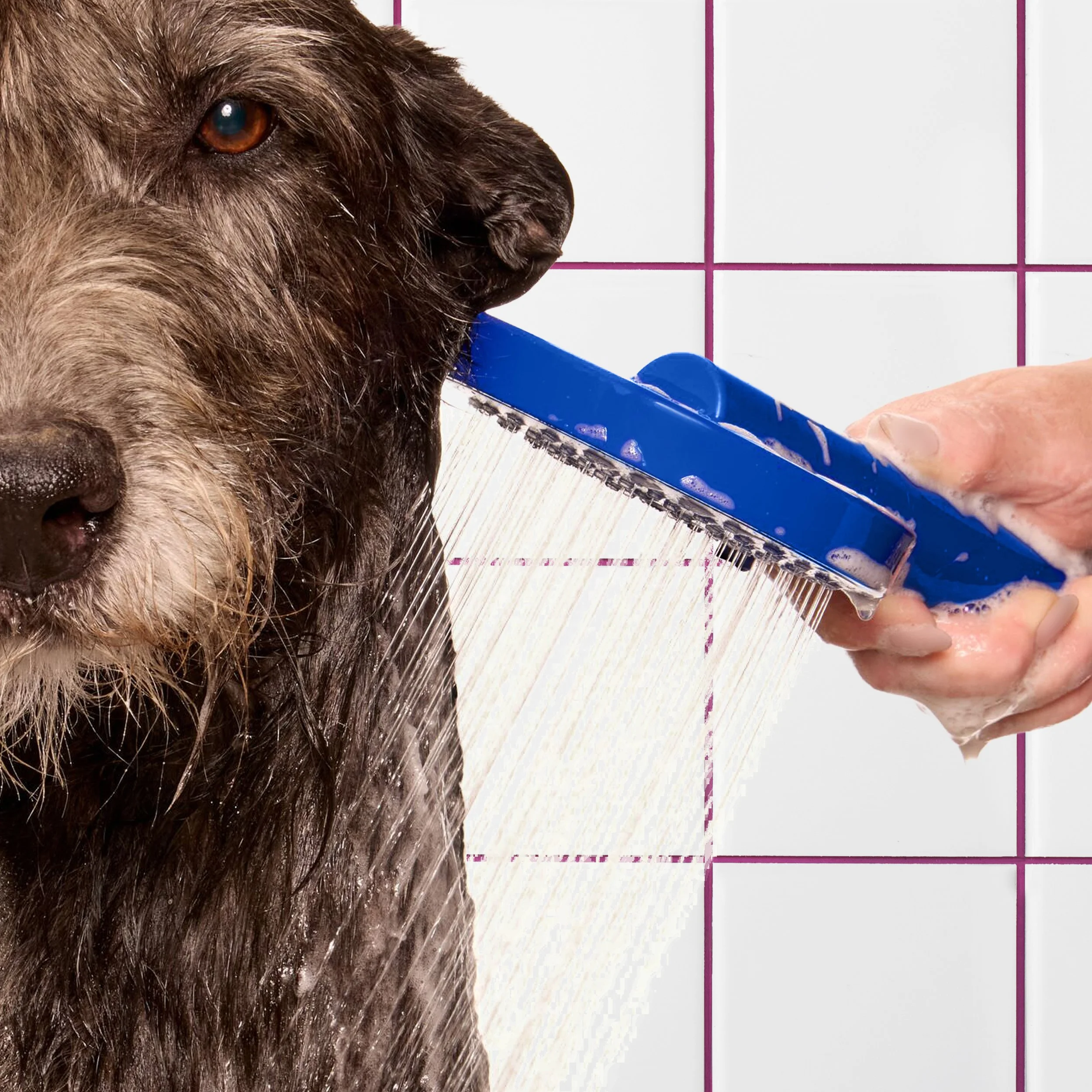 kdmi029-d-sf-2026-dog-shampoo-how-to-rinse-04-solemn-0262 BG.jpg