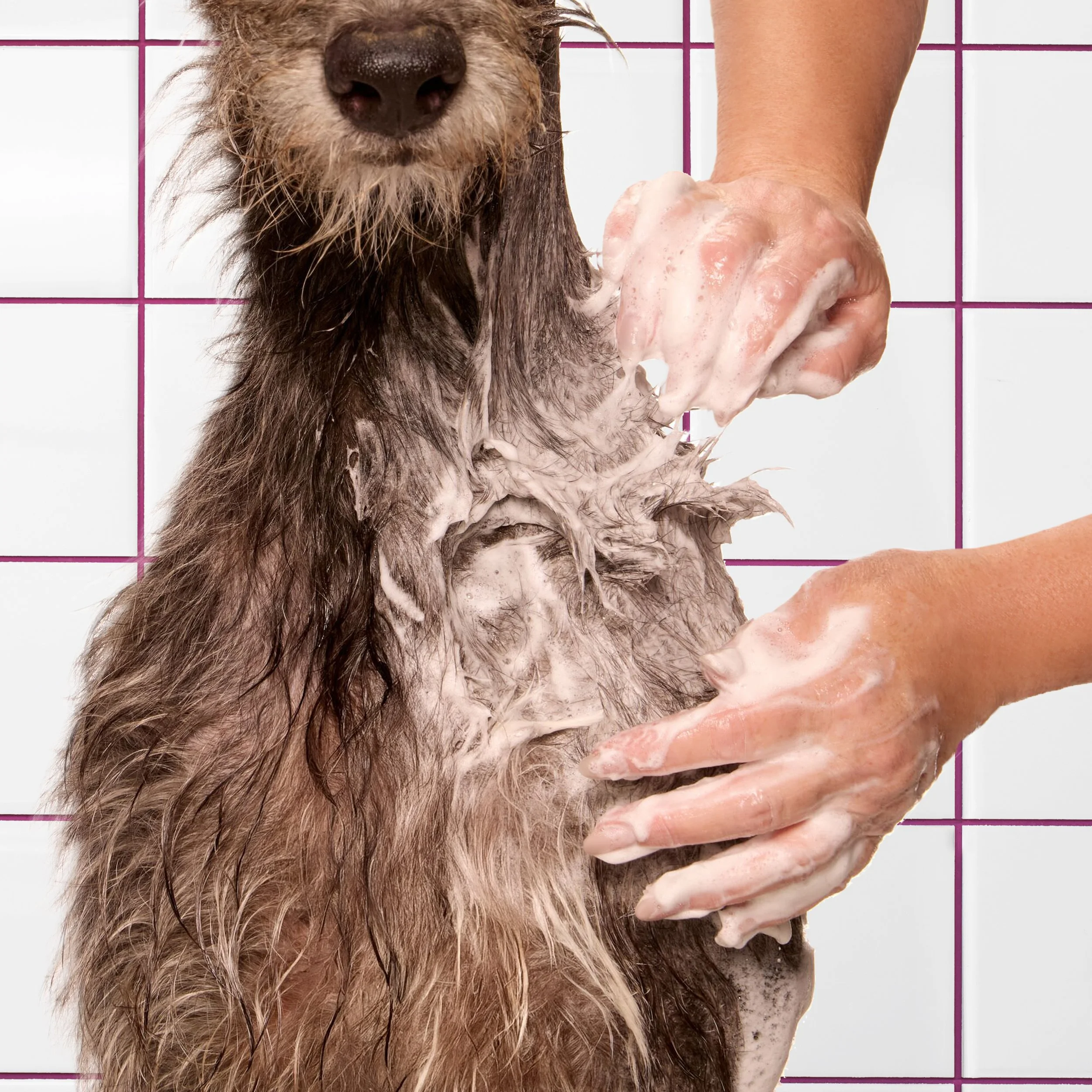 kdmi029-d-sf-2026-dog-shampoo-how-to-lather-03-solemn-0199 BG.jpg