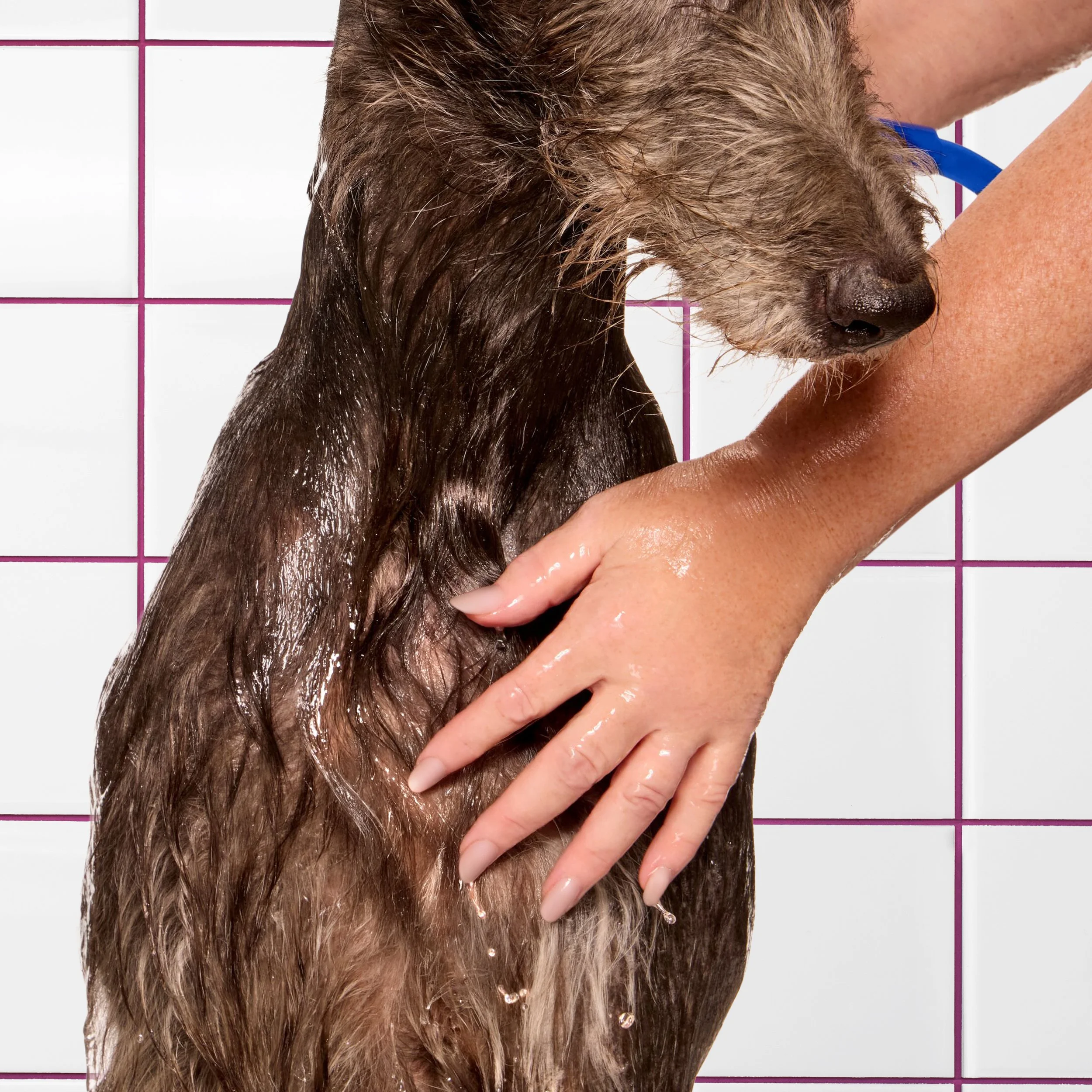 kdmi029-d-sf-2026-dog-shampoo-how-to-rinse-04-solemn-0288 BG.jpg