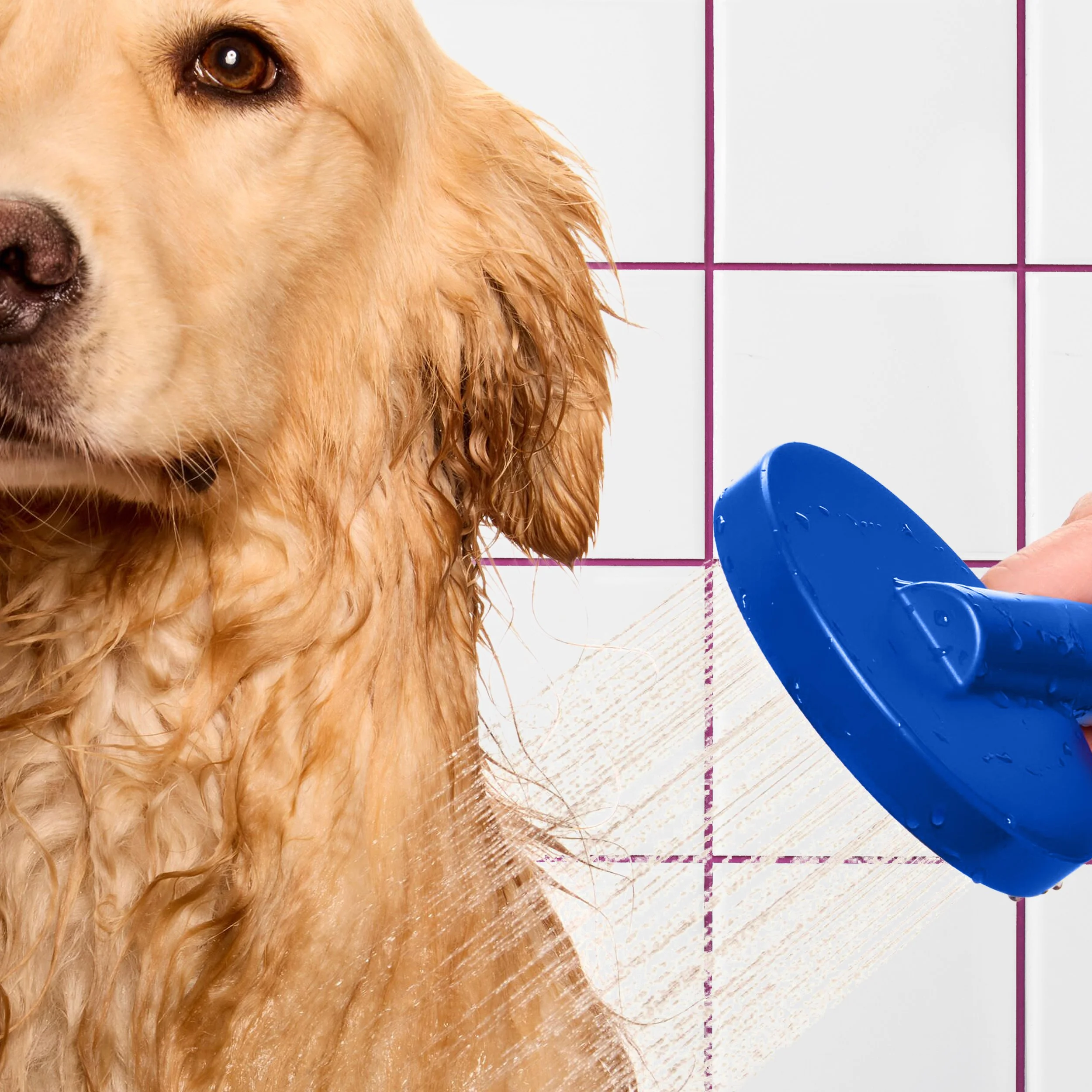 kdmi029-d-sf-2026-dog-shampoo-how-to-prepare-11-moose-0914 BG.jpg