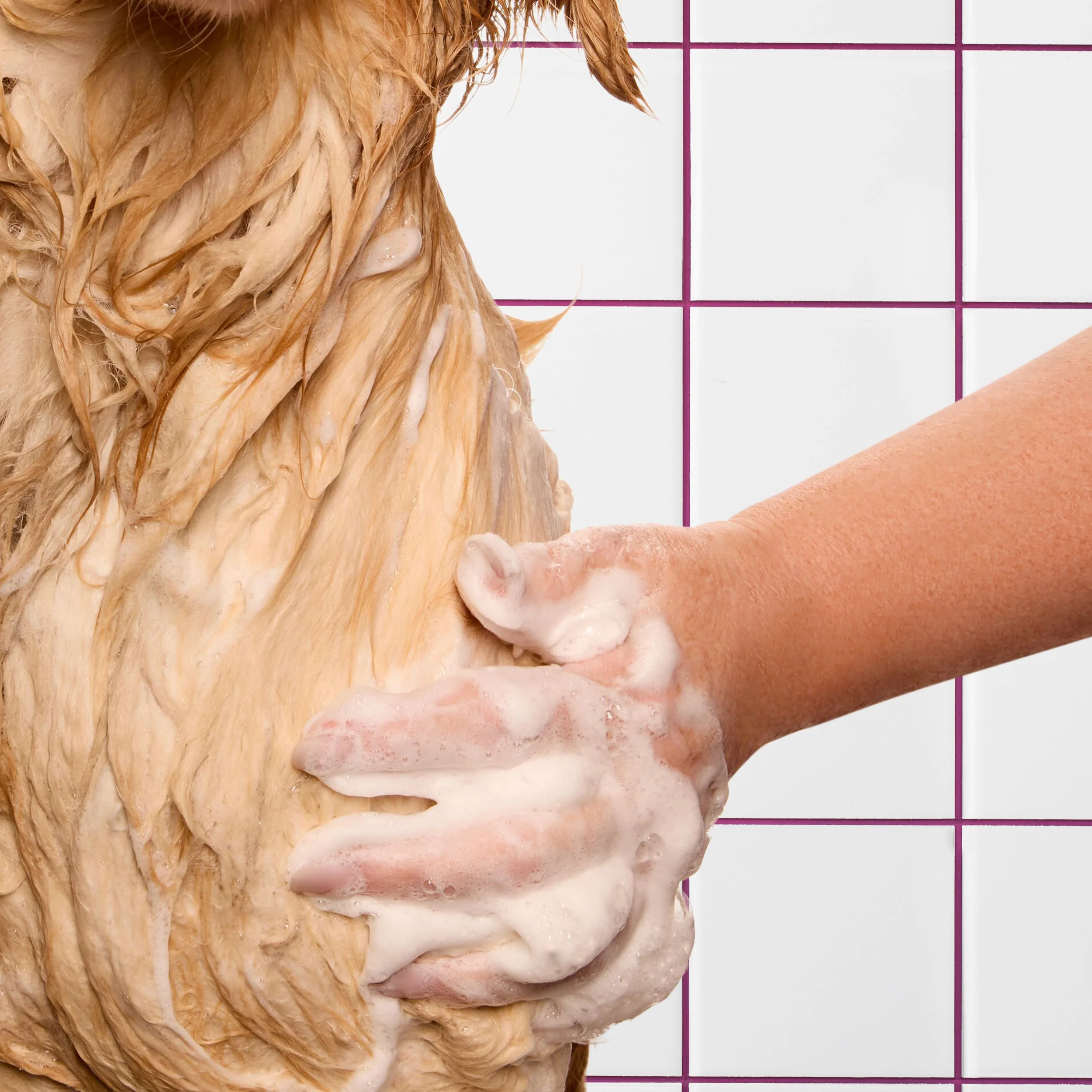 kdmi029-d-sf-2026-dog-shampoo-how-to-lather-12-moose-0974 BG.jpg