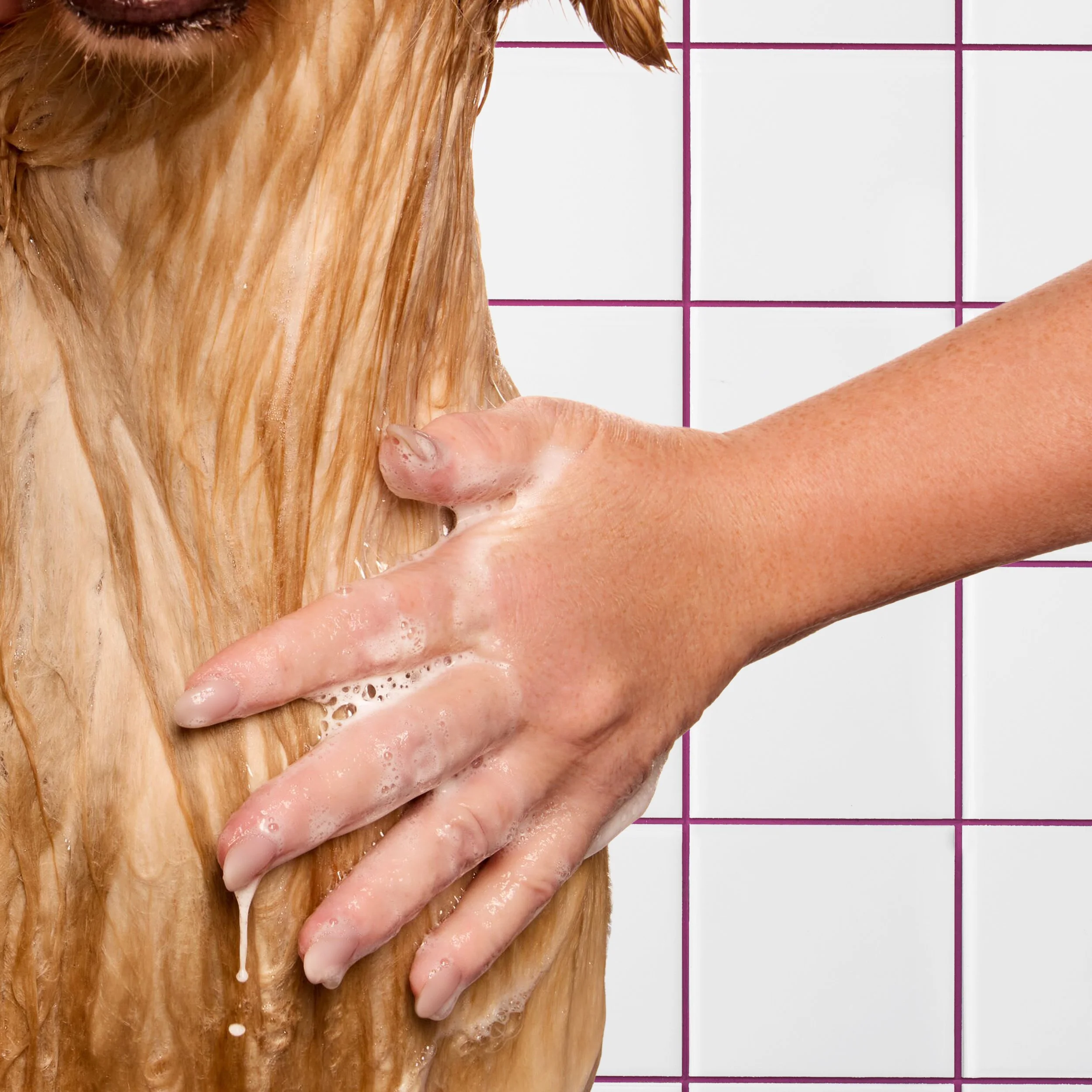 kdmi029-d-sf-2026-dog-shampoo-how-to-rinse-13-moose-1002 BG.jpg