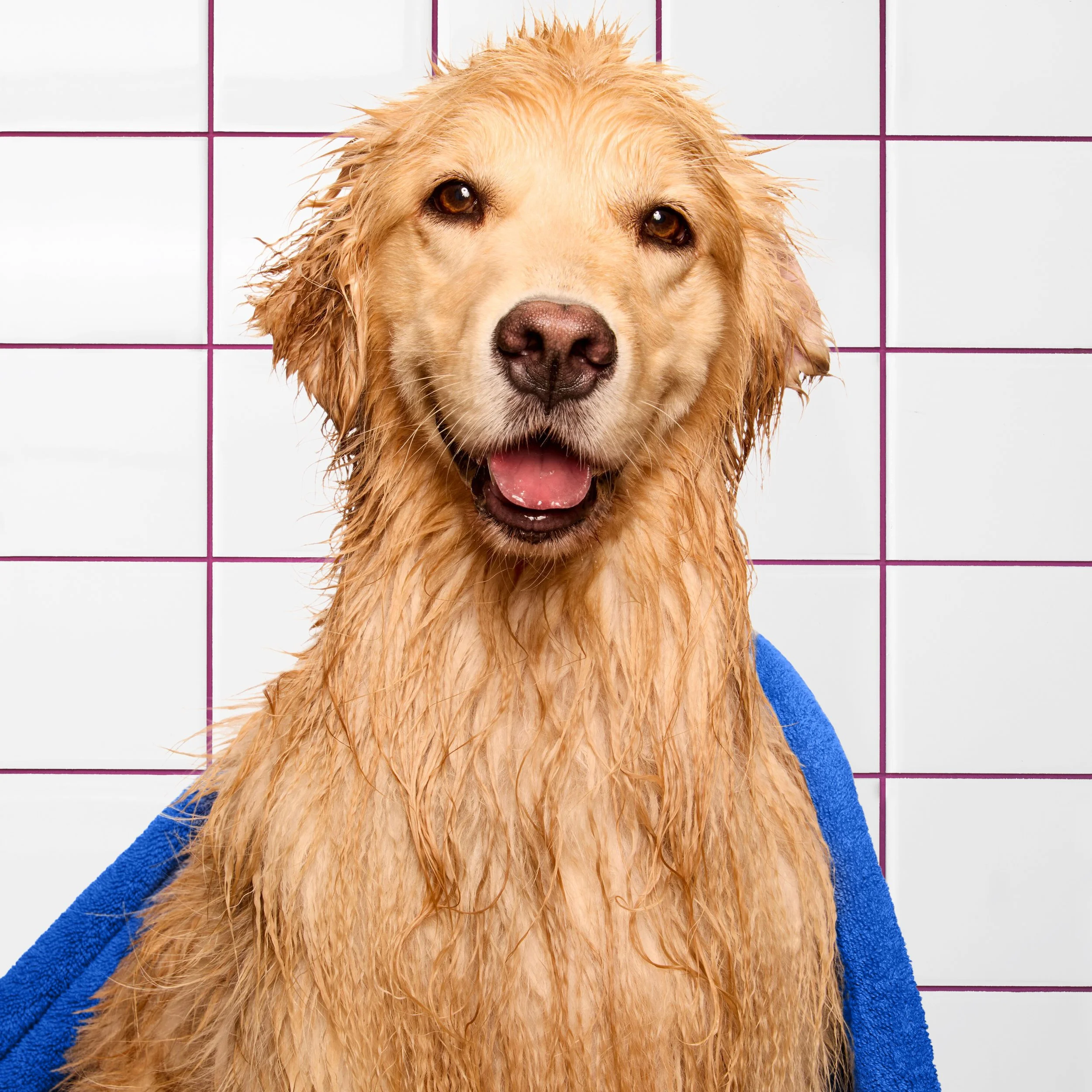 kdmi029-d-sf-2026-dog-shampoo-how-to-dry-17-moose-1311 BG.jpg