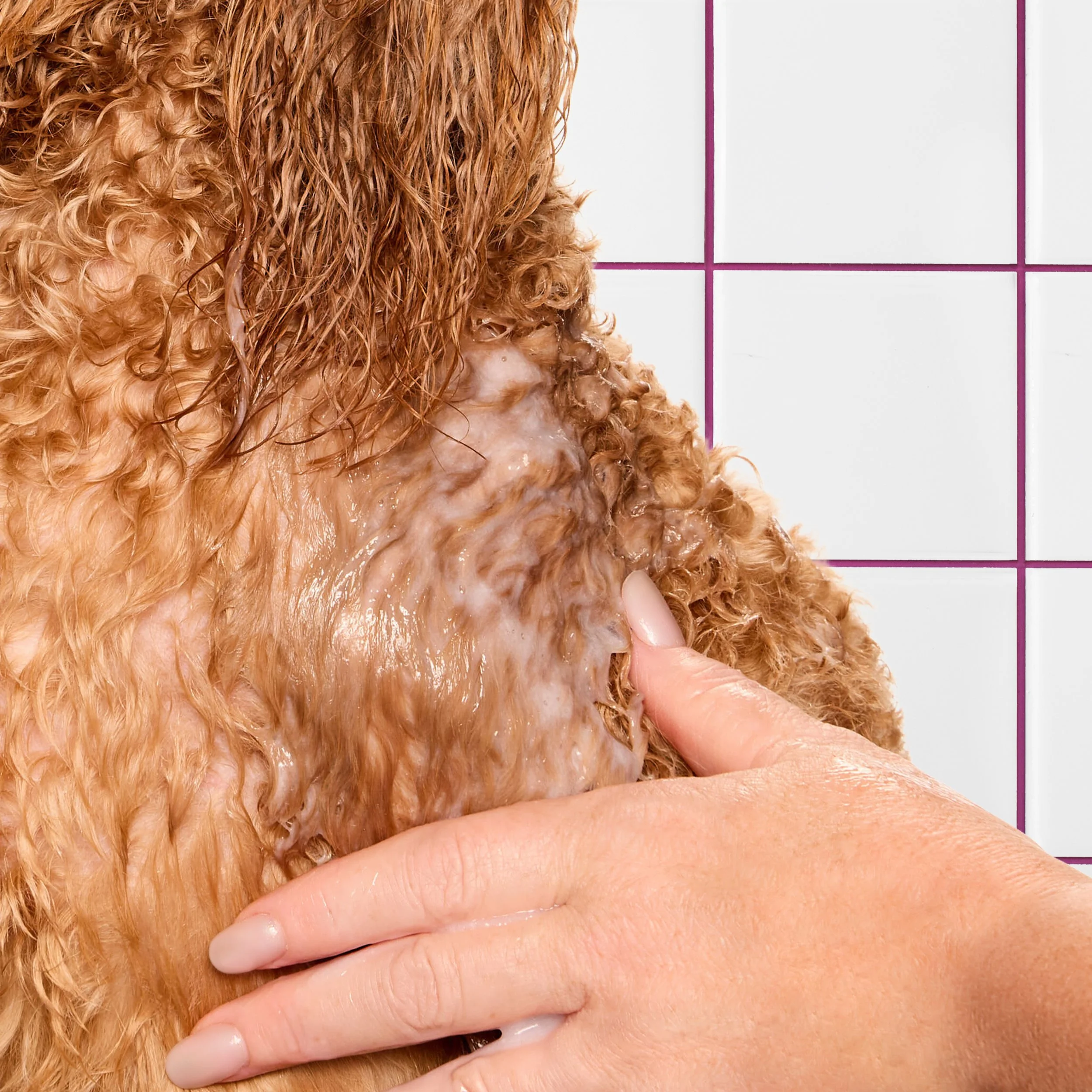 kdmi029-d-sf-2026-dog-conditioner-how-to-rinse-22-george-1873 BG.jpg