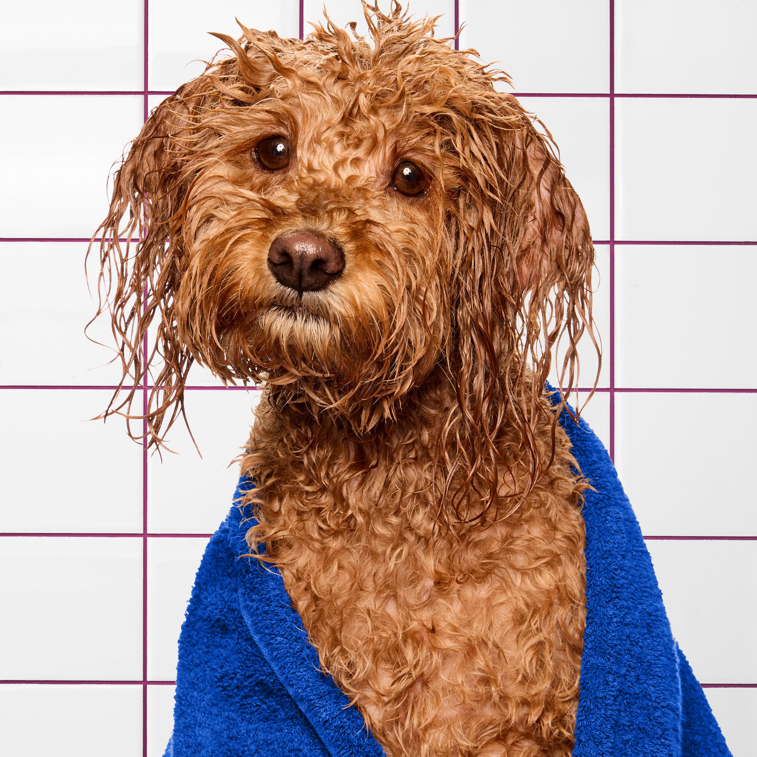 kdmi029-d-sf-2026-dog-conditioner-how-to-dry-26-george-1763 BG.jpg