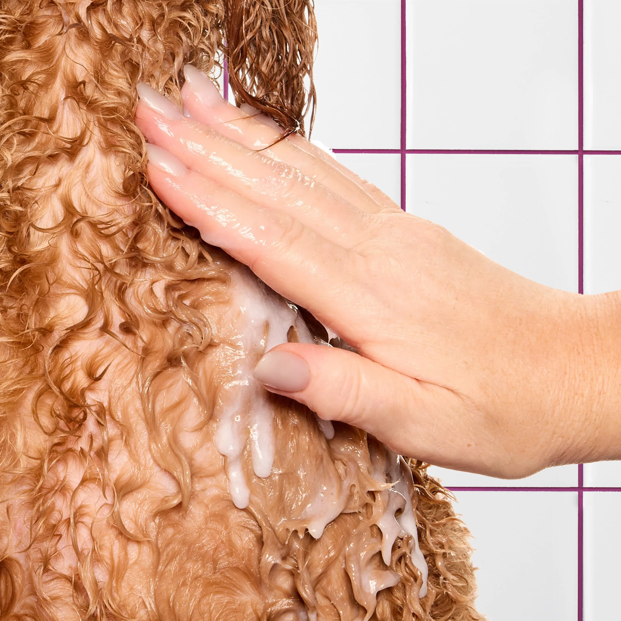 kdmi029-d-sf-2026-dog-conditioner-how-to-condionate-21-george-1959 BG.jpg