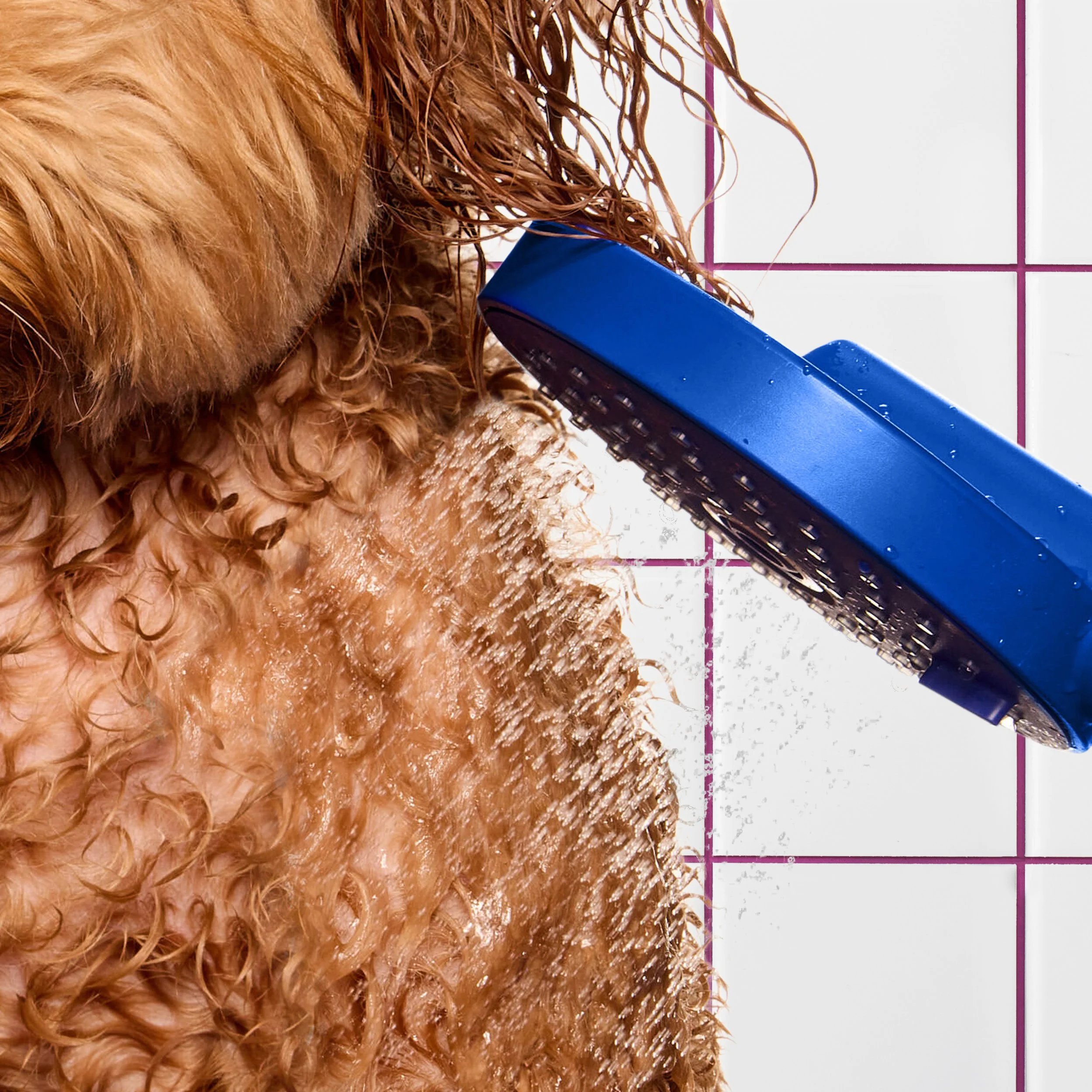 kdmi029-d-sf-2026-dog-conditioner-how-to-prepare-20-george-1736 BG.jpg