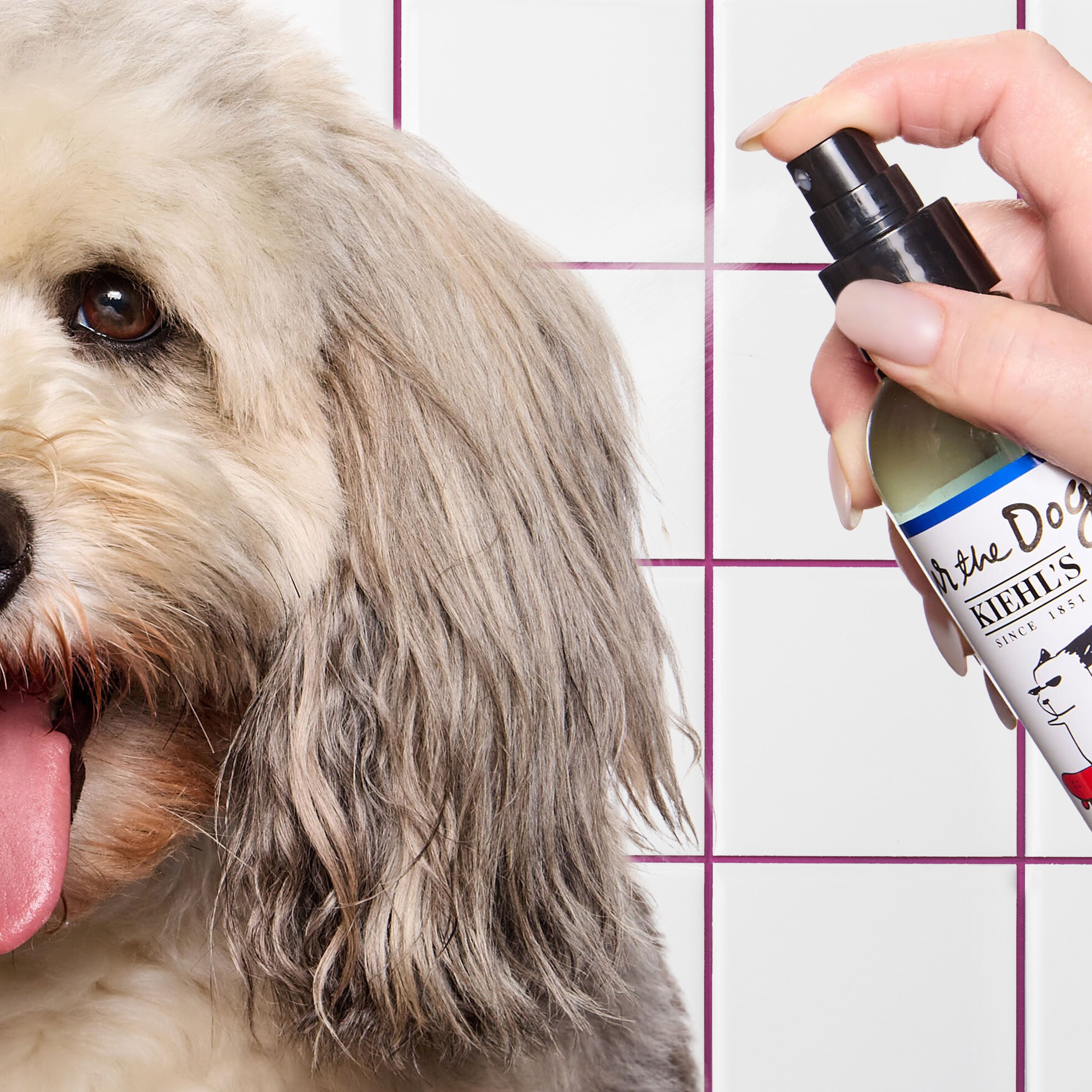 kdmi029-d-sf-2026-dog-cleansing-spritz-how-to-spray-on-coat-29-korbel-2202 BG.jpg