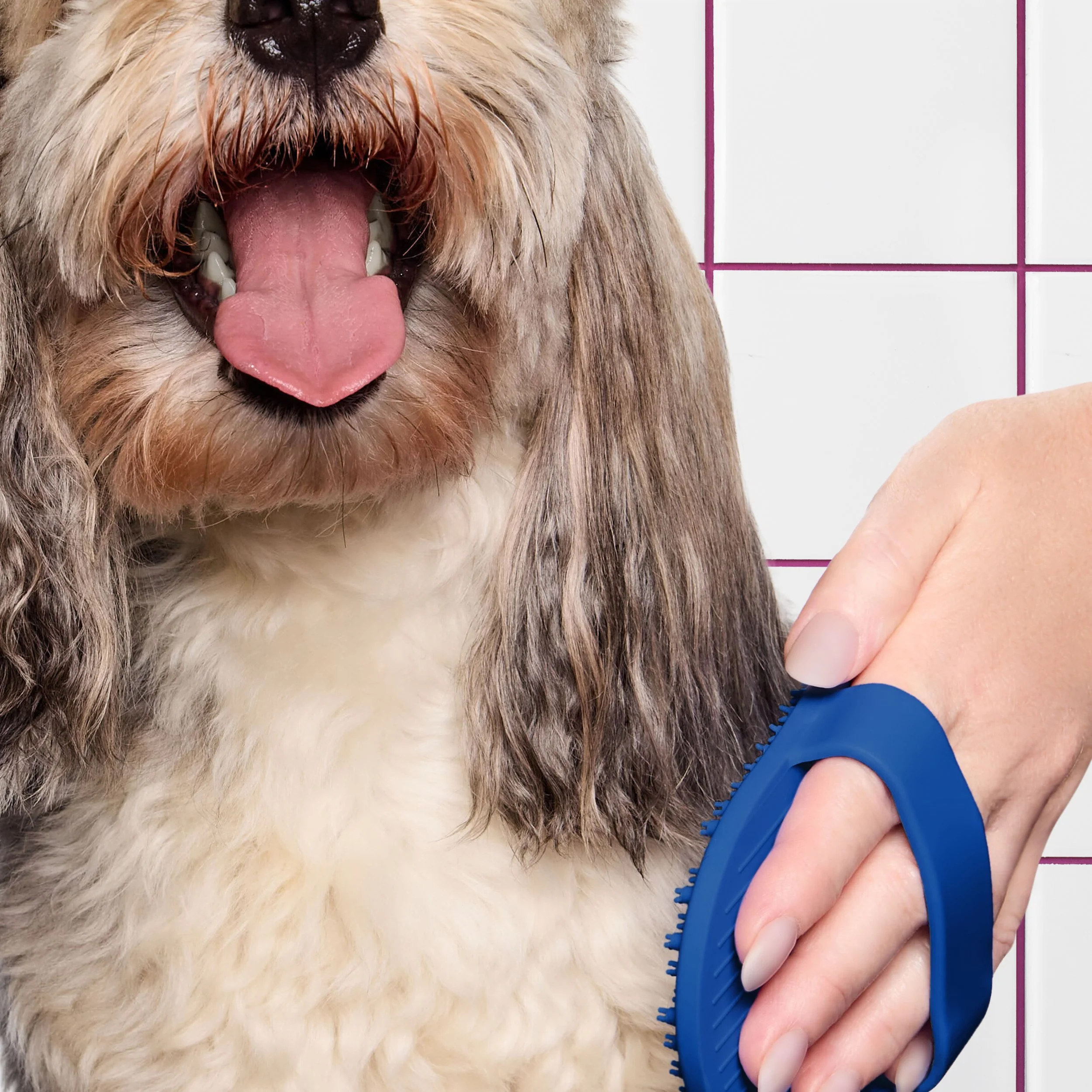 kdmi029-d-sf-2026-dog-cleansing-spritz-how-to-brush-or-massage-30-korbel-2252 BG.jpg