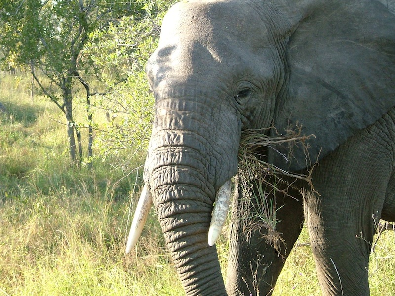 Elephant_Gun