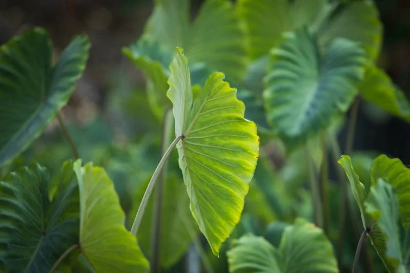 Conservation easements on wetlands traditionally used for kalo (taro) production since pre-contact times help to preserve areas of cultural significance.