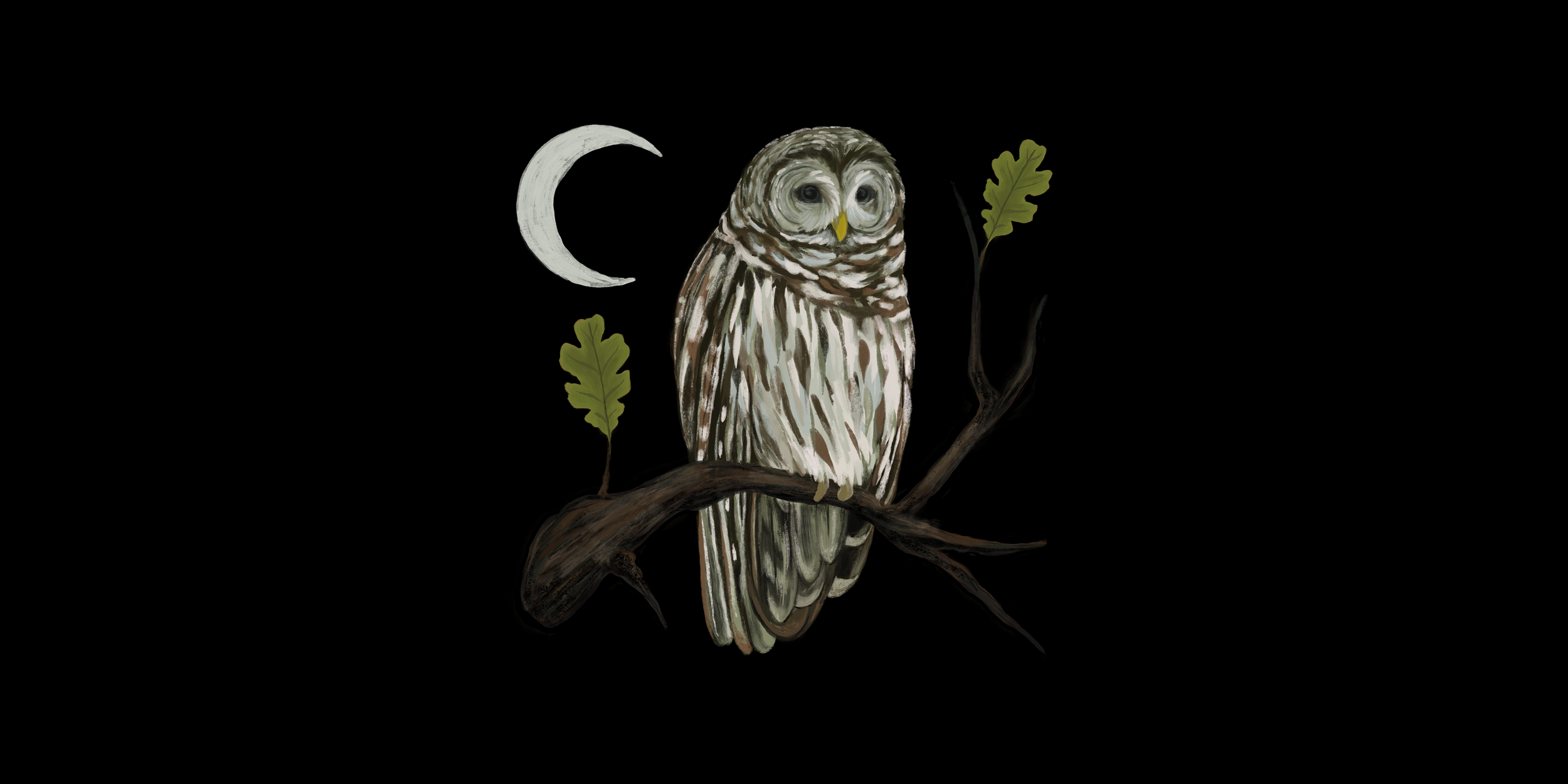 Owl wide.png