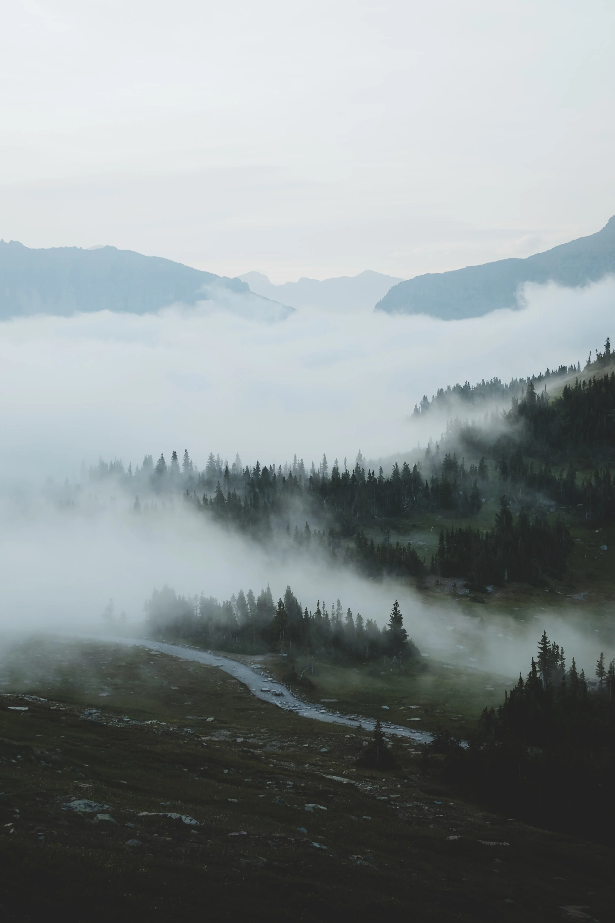 fogmontana.jpg