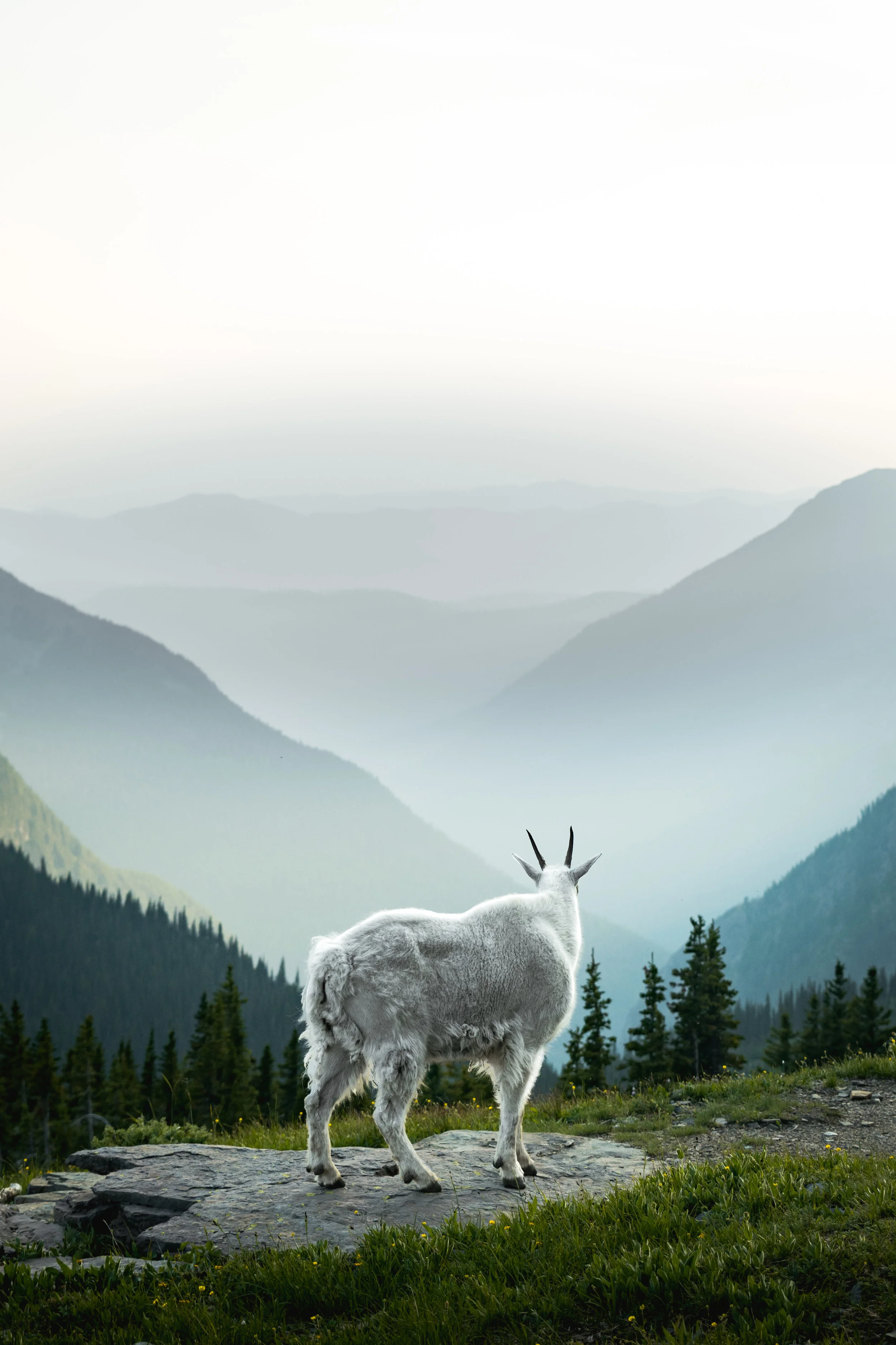 goat hidden lake.jpg