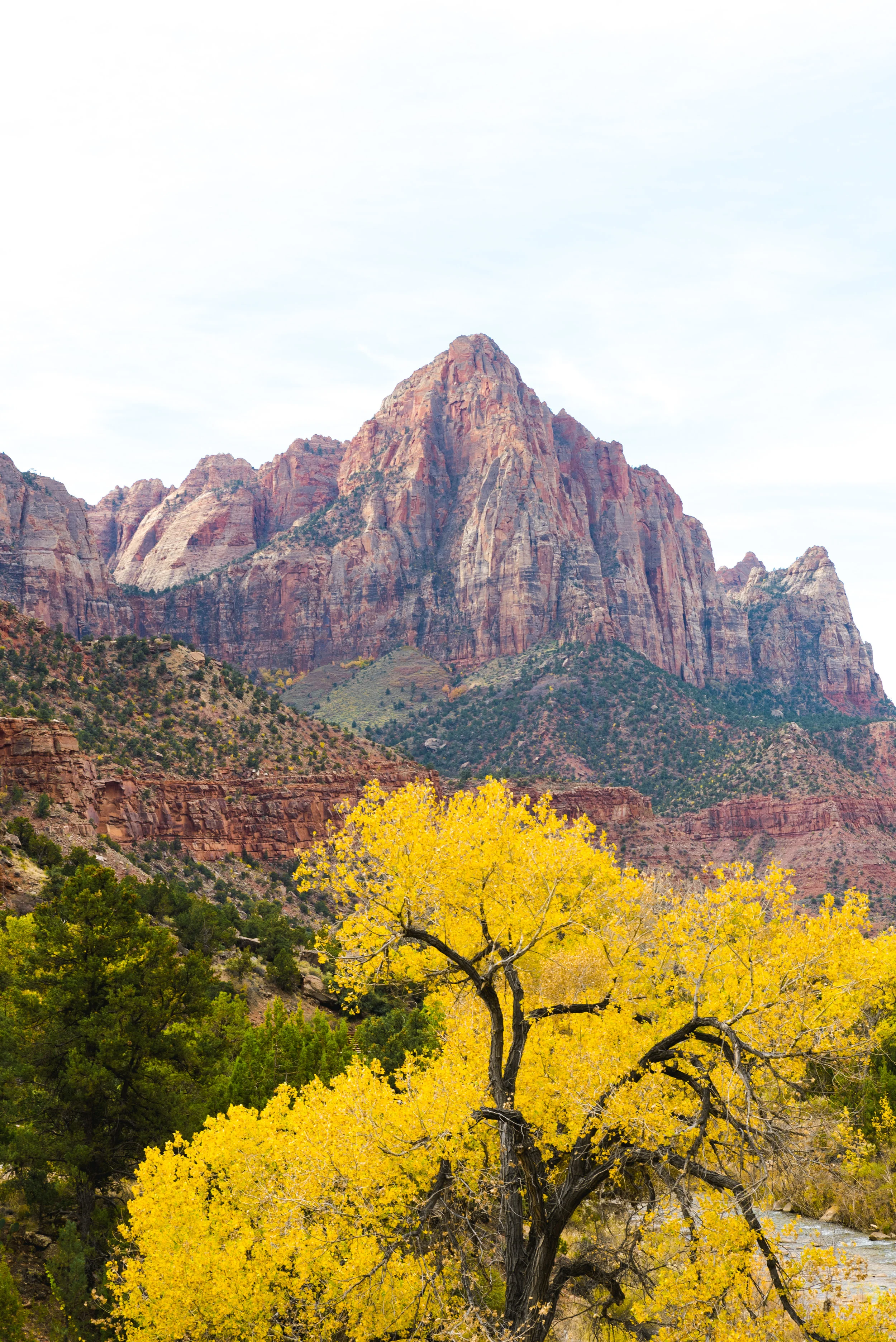 Zion fall colors_.jpg