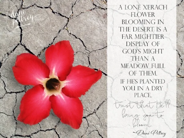 Bring You To Bloom.jpg