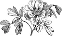 Peony.jpg