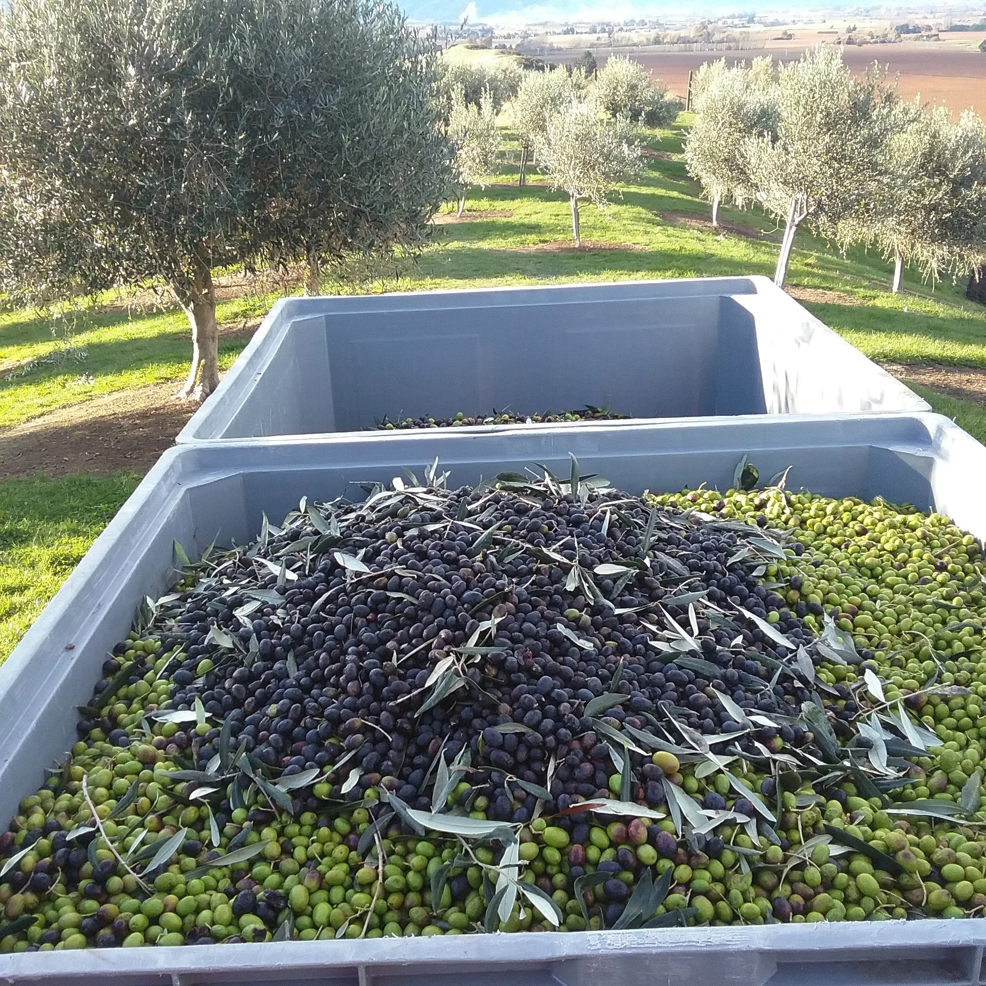 Olives 2018.jpg