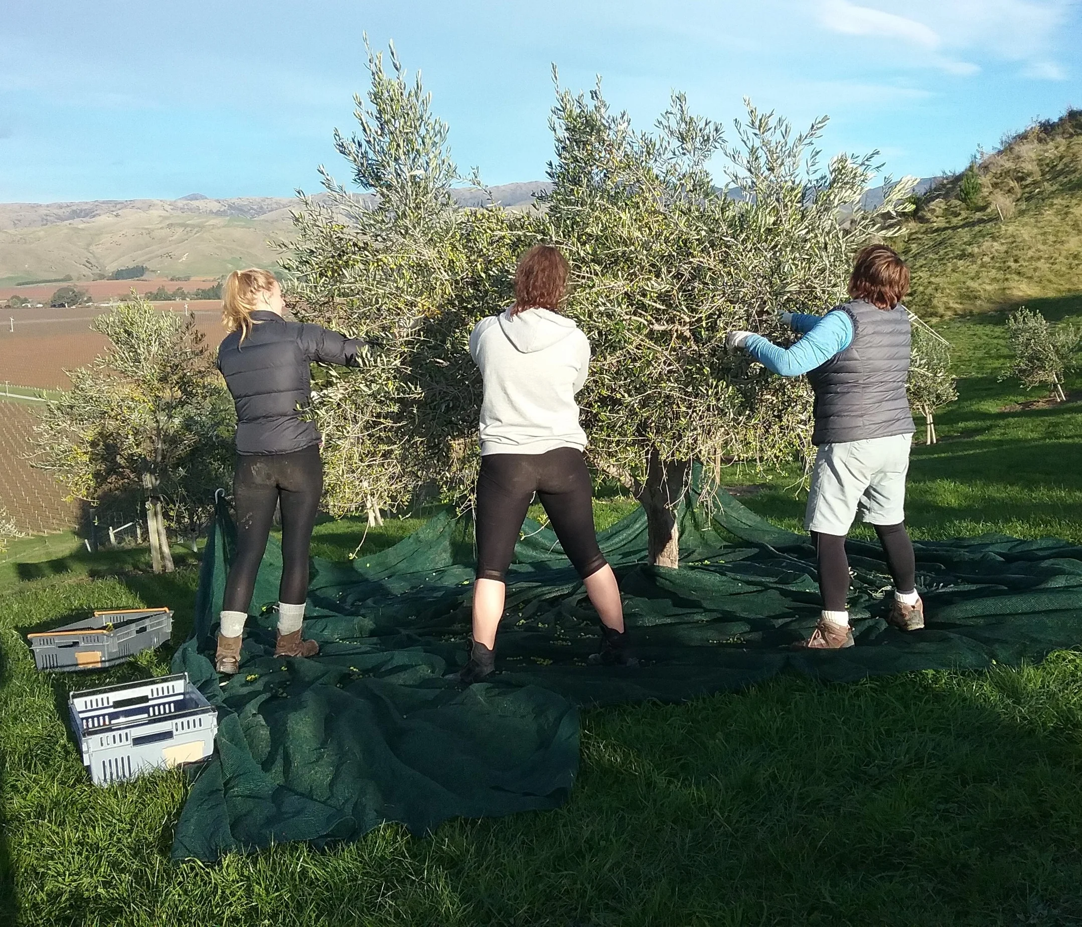 Olive Harvest 2018 Team Bruynel.jpg