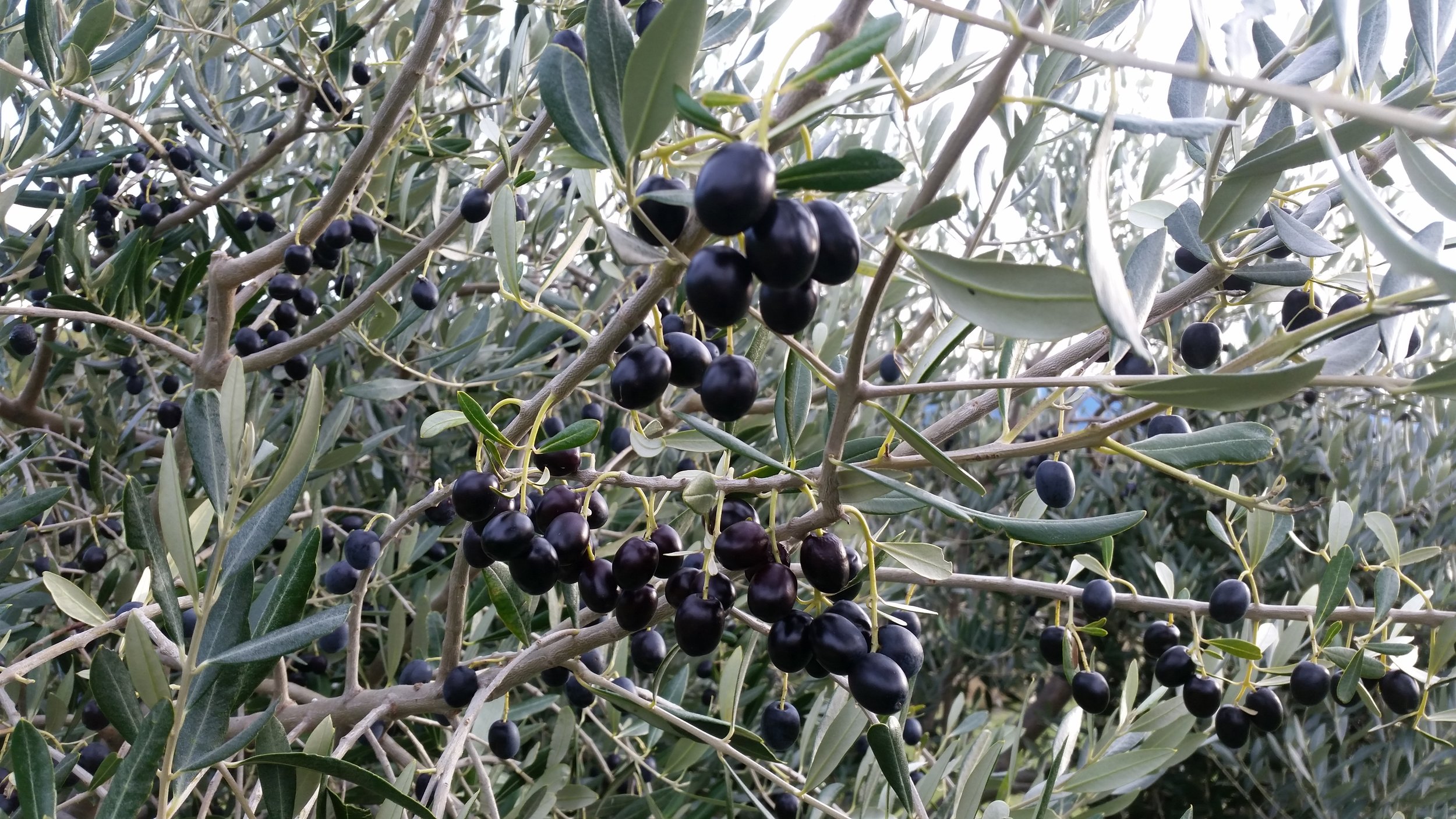Black Olives 2019.jpg