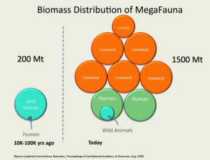 BIOMASS DISTRIBUTION OF MEGAFAUNA (2018).jpg