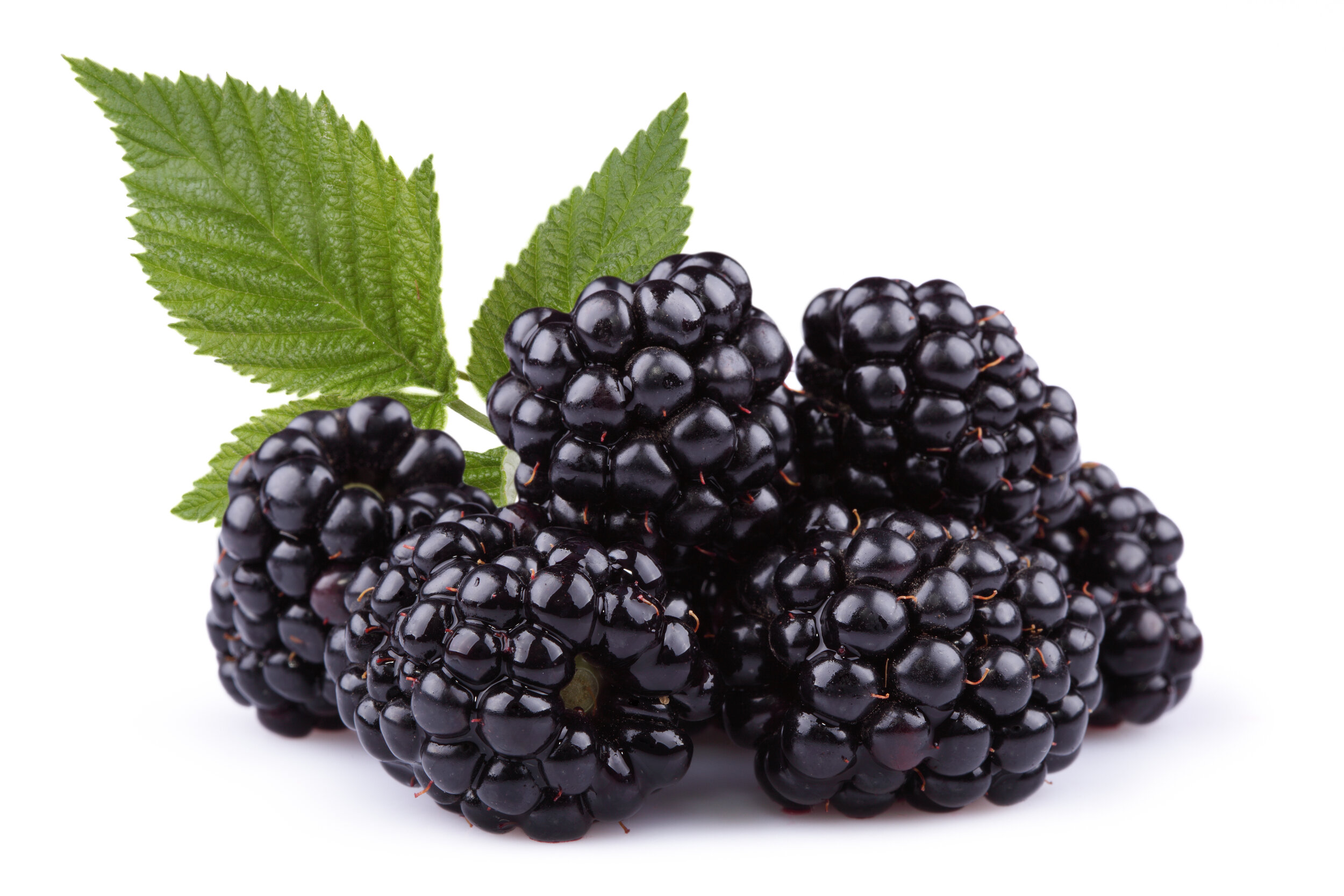 Blackberries.jpeg