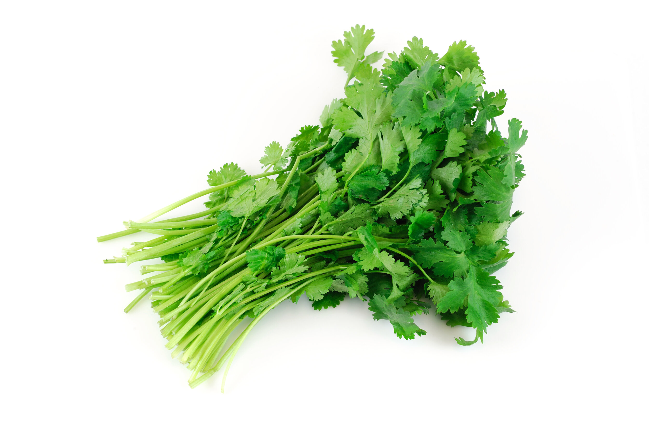 Cilantro - Copy.jpeg