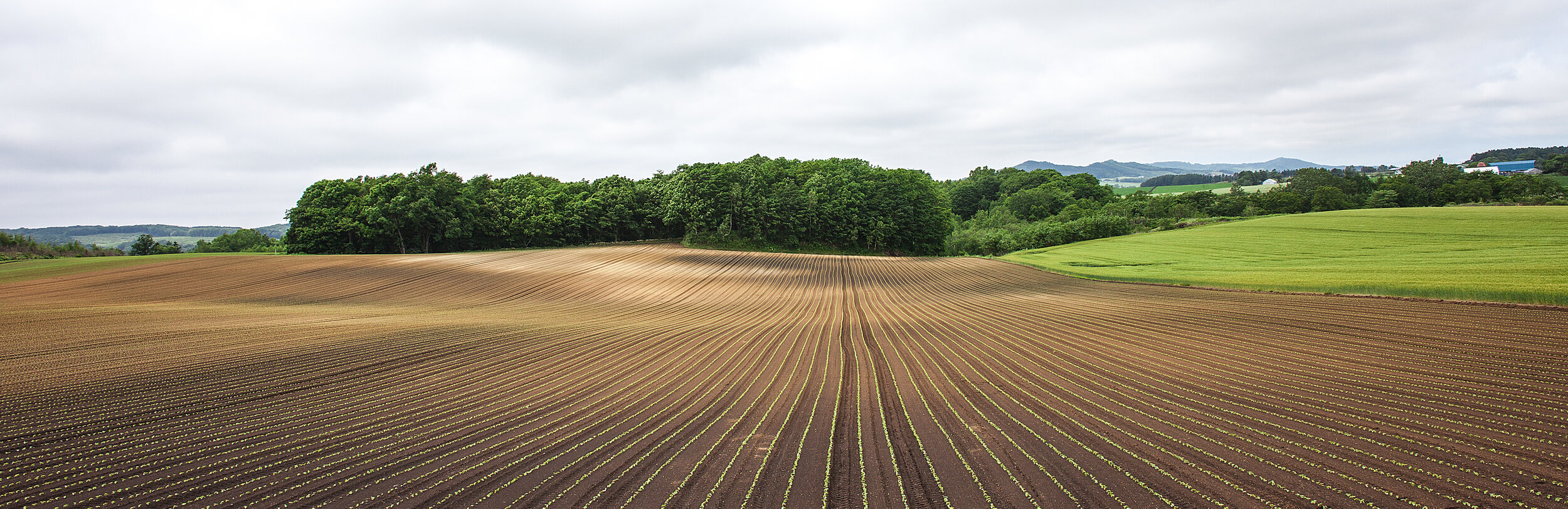 Open field.jpeg