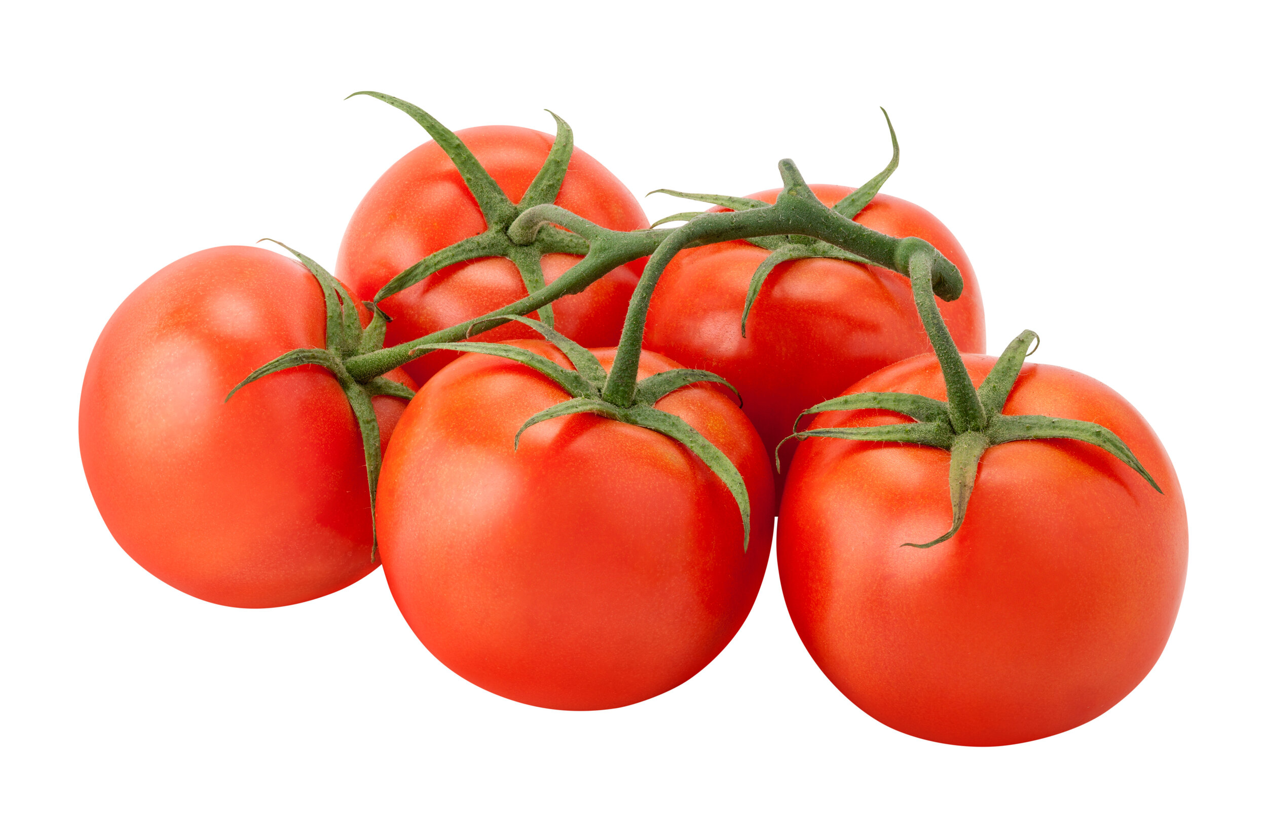 Tomatoes on the Vine.jpeg
