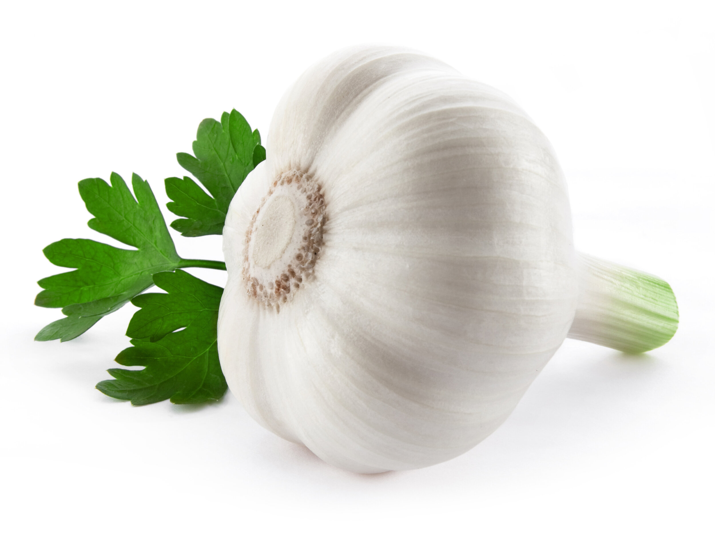 White Garlic.jpeg