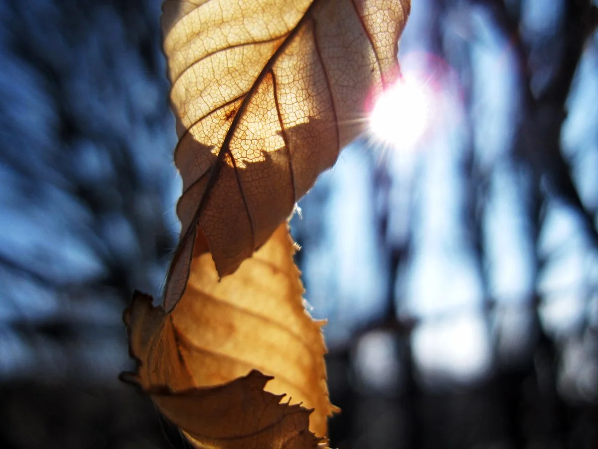 leaf+FRAME.jpeg