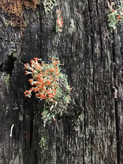 lichen.jpeg