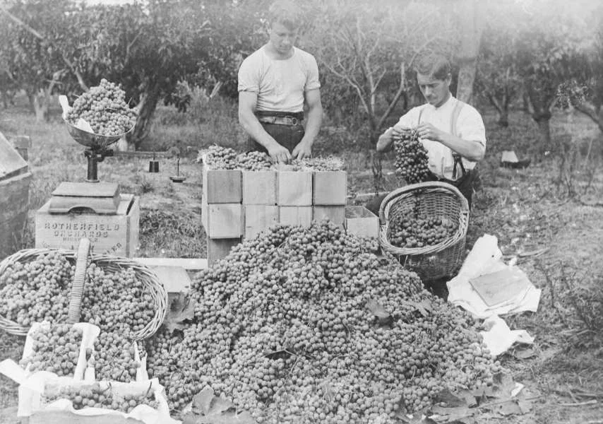 Grape Harvest at Riwaka, 1912