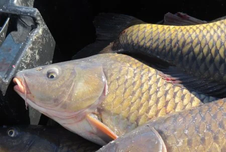 LAKESMARTS: Controlling Carp to Improve Water Quality