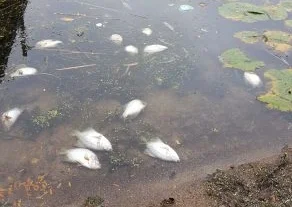 Fish Die Off On Spring Lake has Spread to Prior Lake