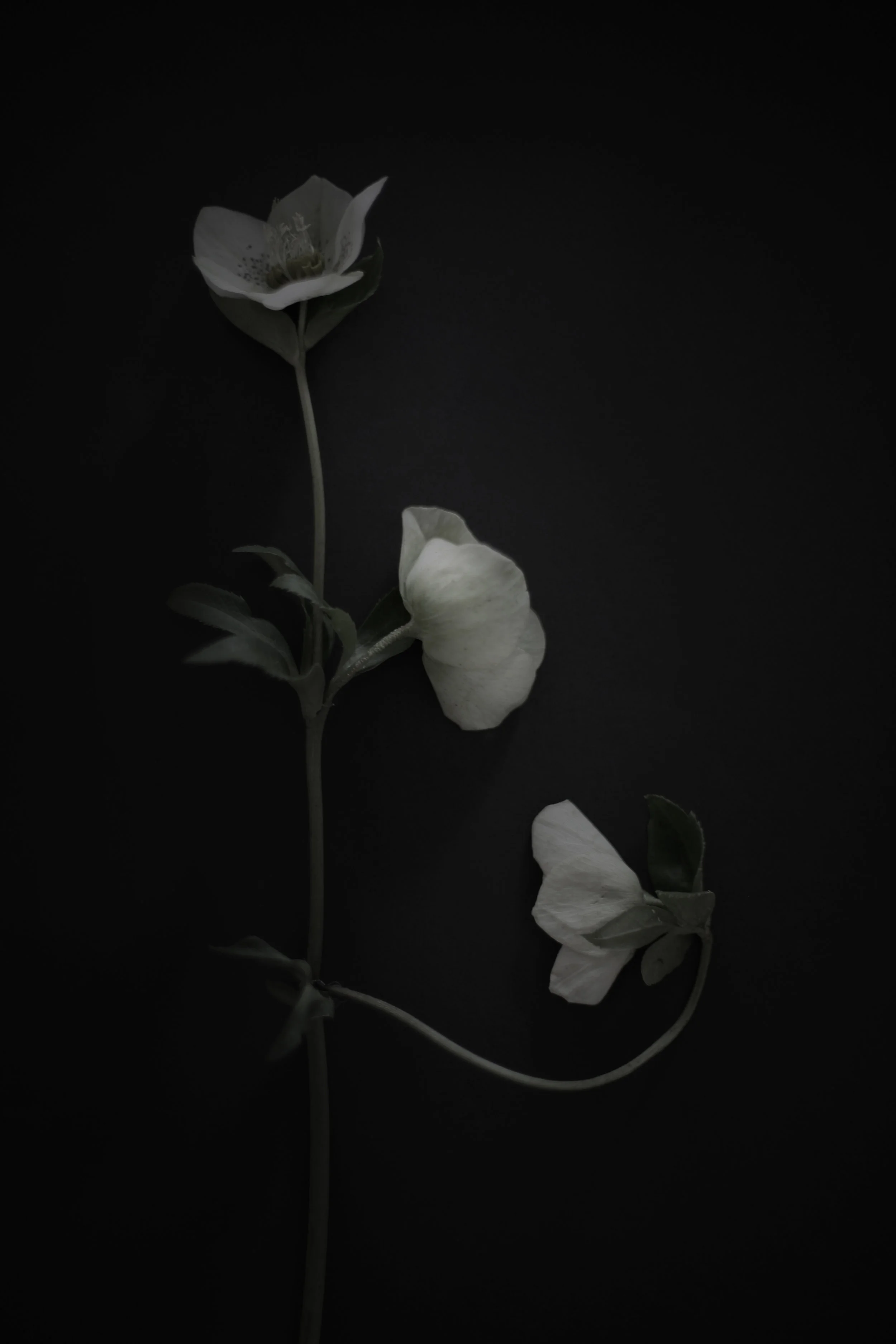 mkingma_flower.jpg