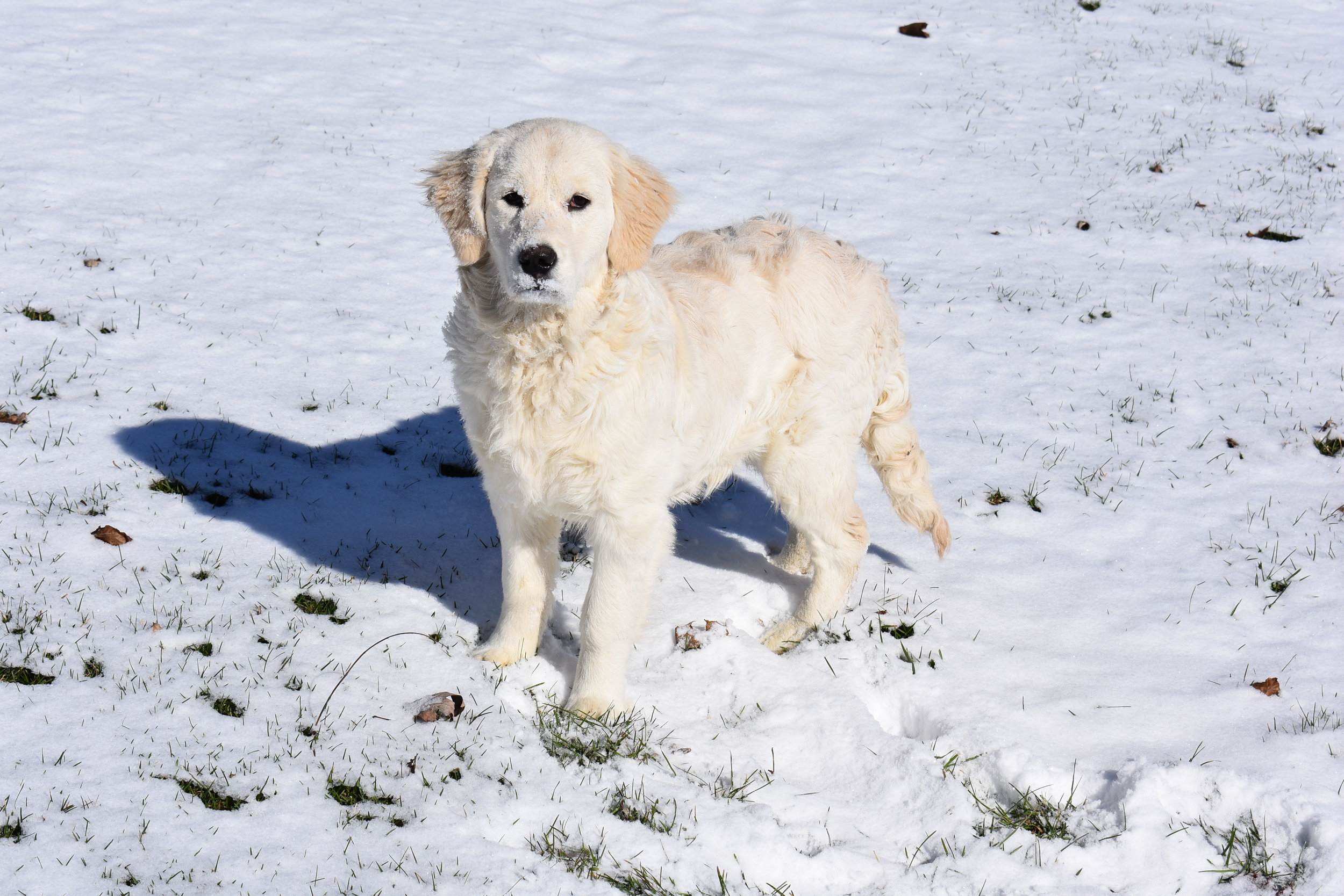  Golden retriever dog playing in the snow that will breed with a poodle to give birth to a Golden Doodle puppy 