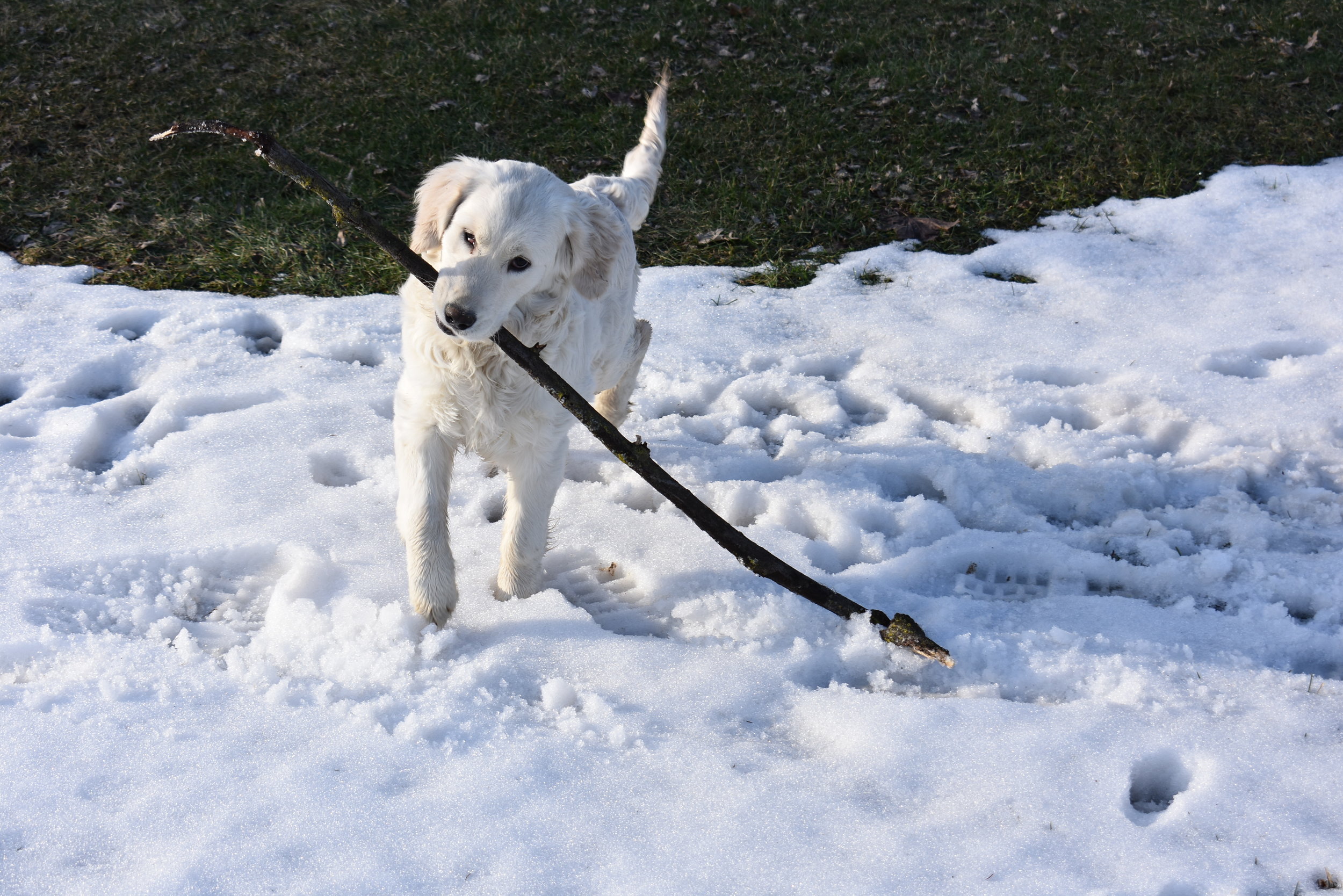  Beautiful white Golden Retriever dog playing with a stick 