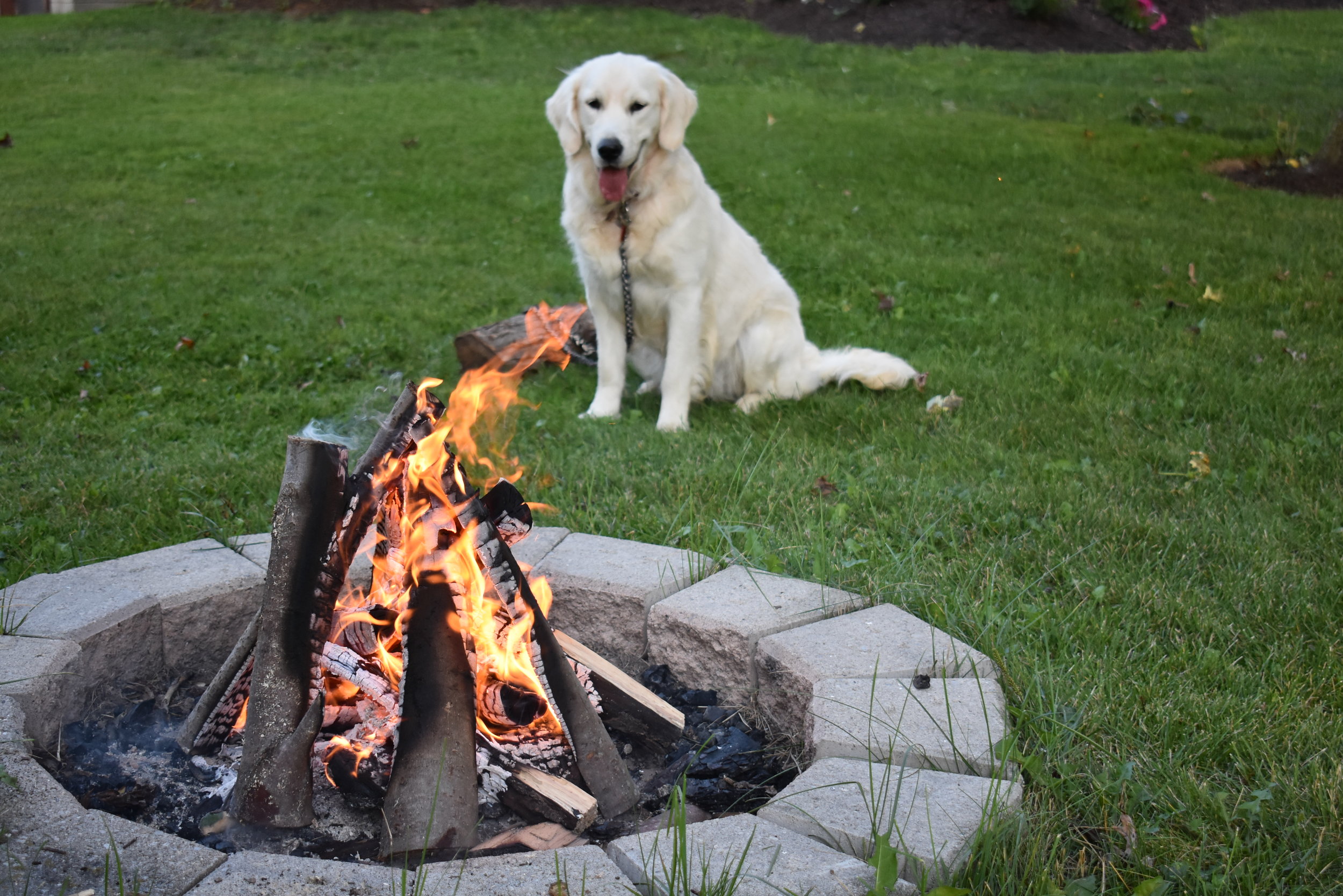  Golden reteriver dog enjoying a campfire on a farm in Kitchener-Waterloo area where they breed goldendoodles 