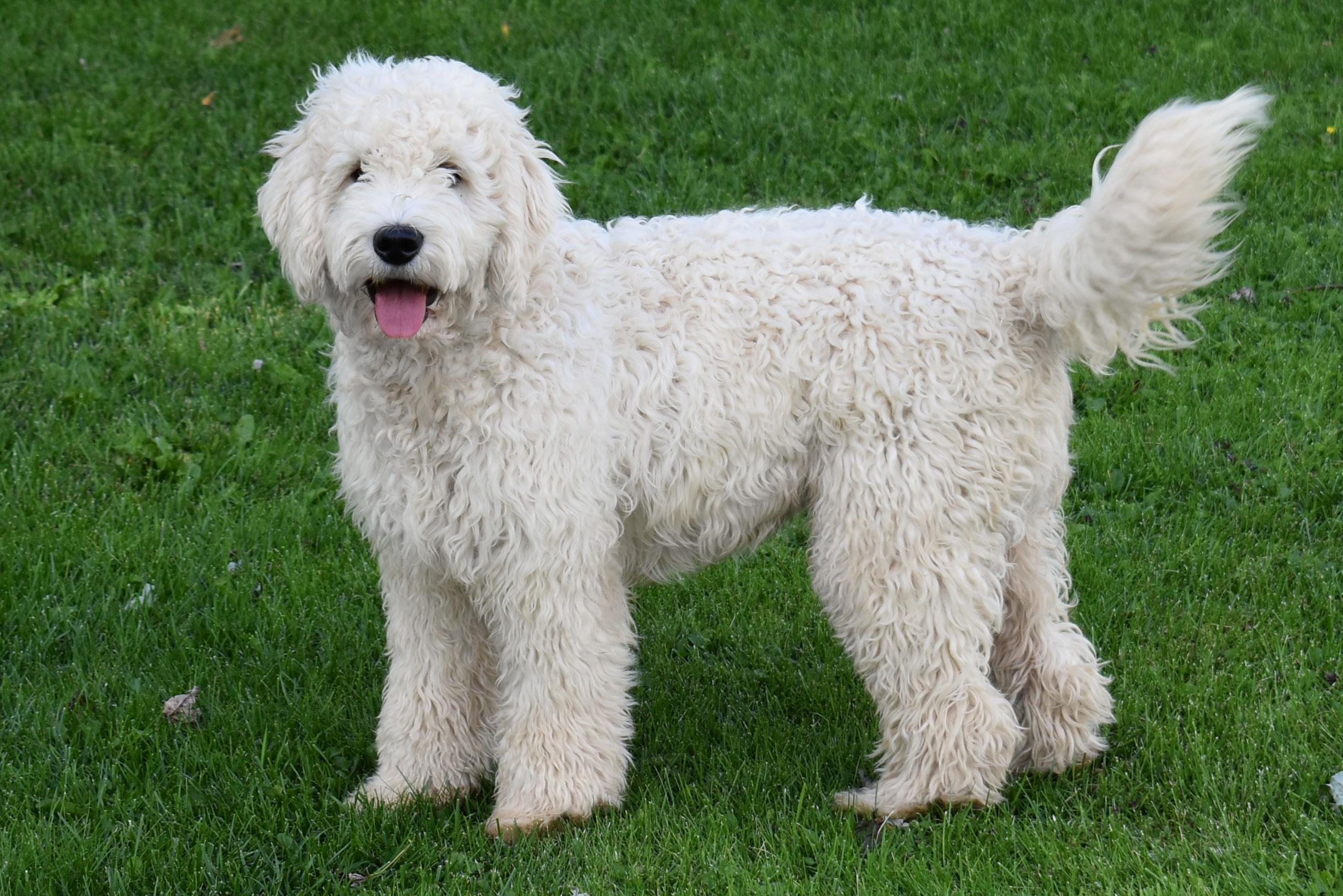  White Standard F1 Golden Doodle standing in the grass at Crosshill Doodles in Kitchener-Waterloo area. 