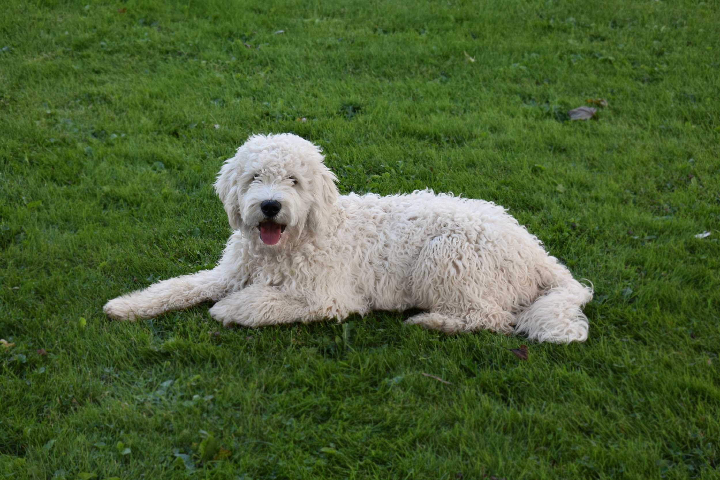  White Standard Golden Doodle dog laying in the green summer grass enjoying the sunshine on a farm in Southern Ontario 
