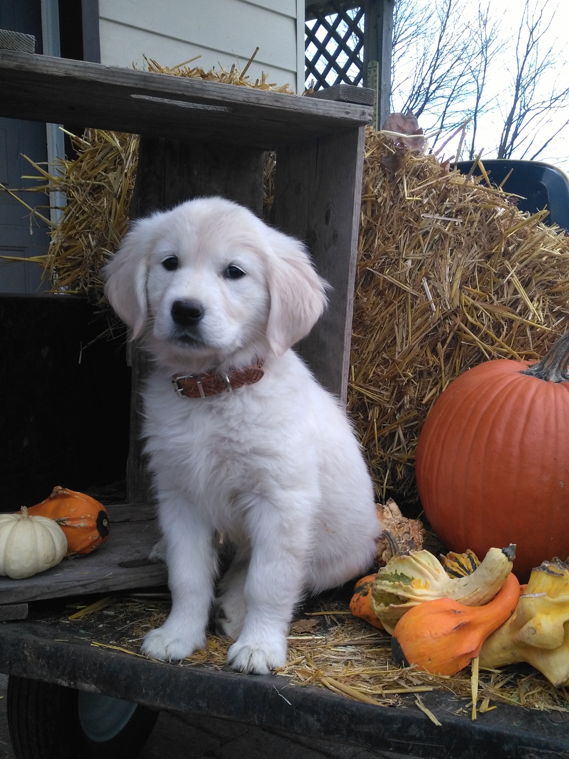  Golden retriever puppy sitting by pumpkins in the fall at Crosshill Doodles near Toronto, ON 
